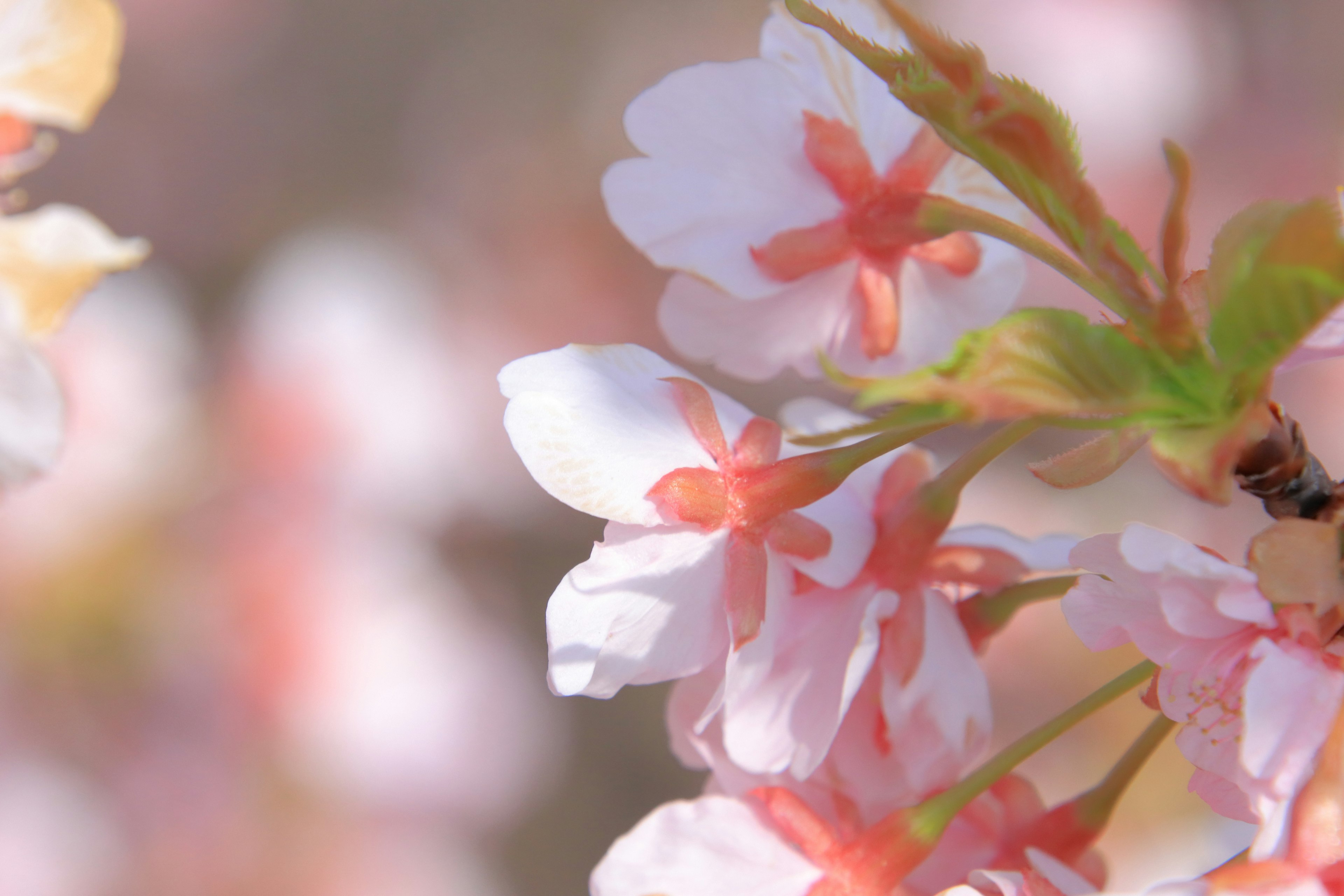 Acercamiento de flores de cerezo con pétalos rosa suave y hojas verdes