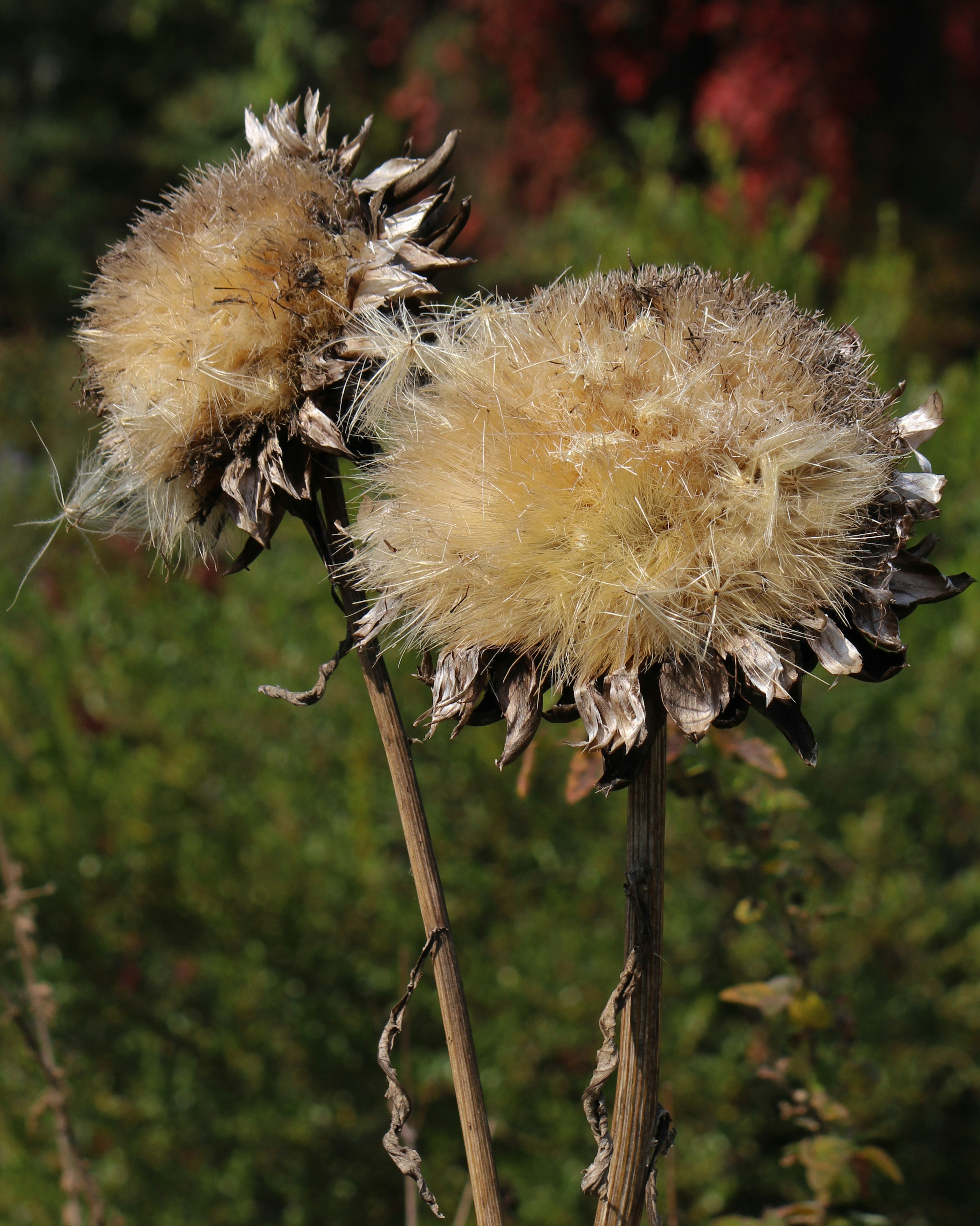 Zwei Sonnenblumenköpfe mit flauschigen Samen und trockenen Stängeln