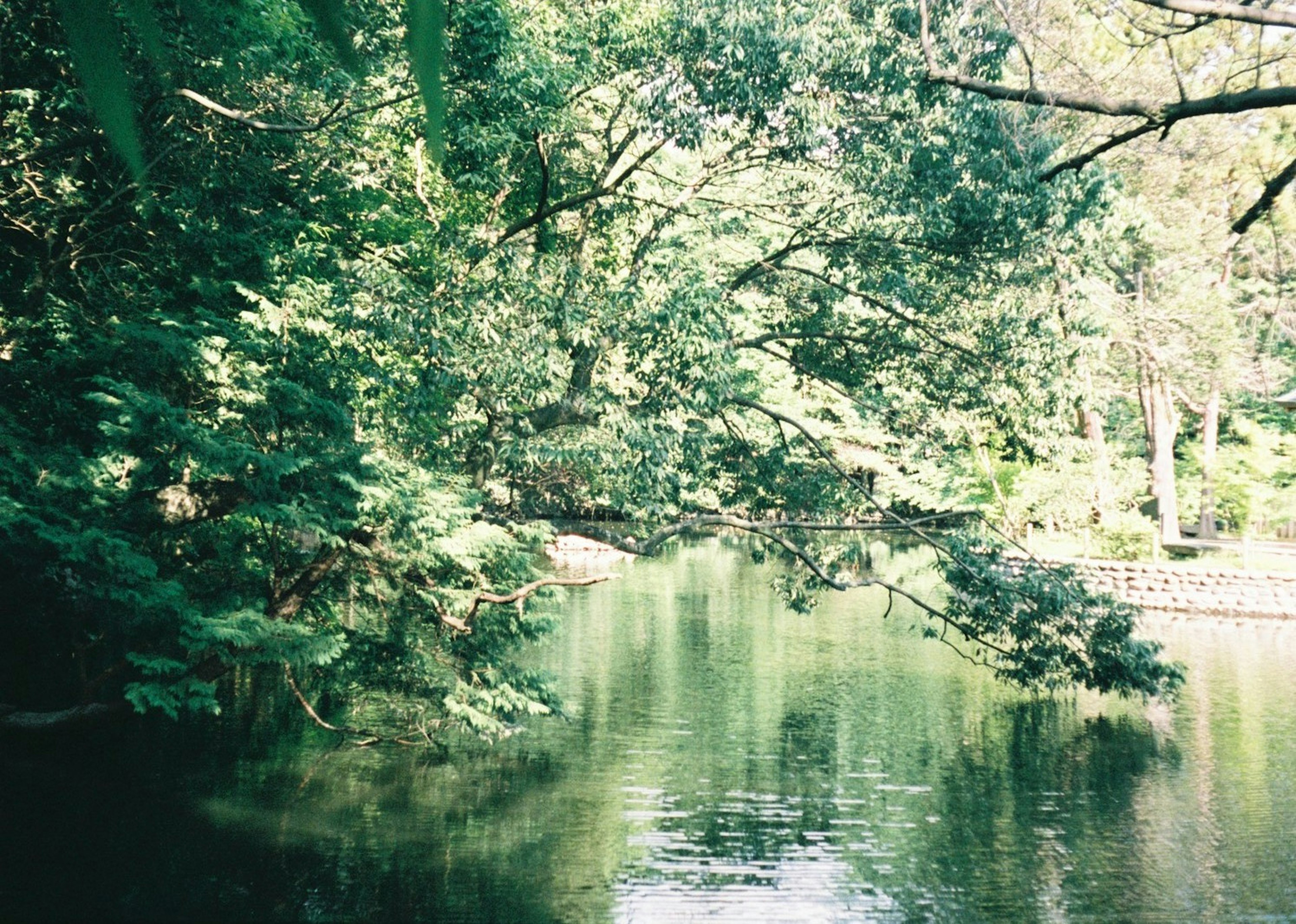 Serene river landscape with lush trees and calm water surface