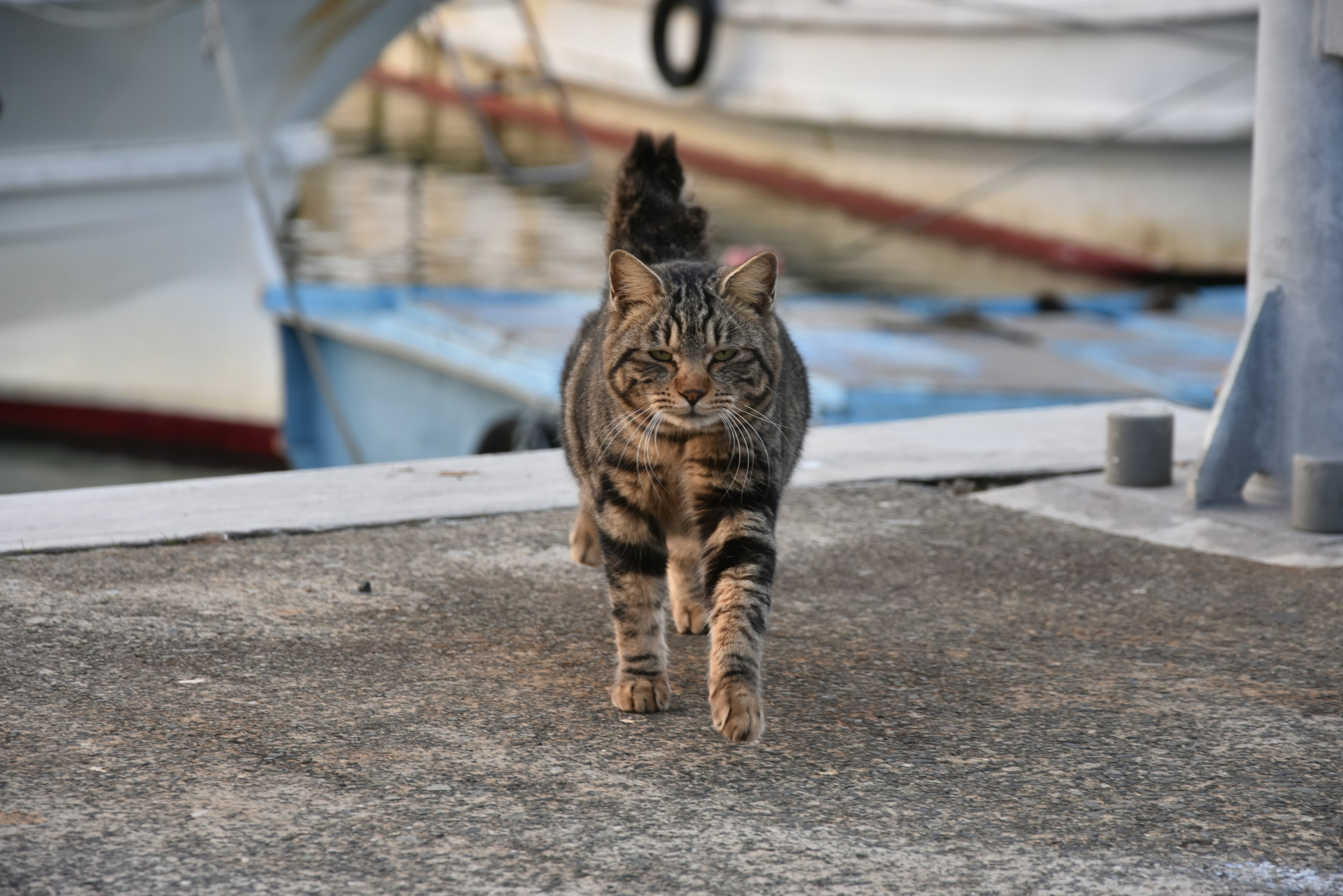 A cat walking along a dock by the harbor