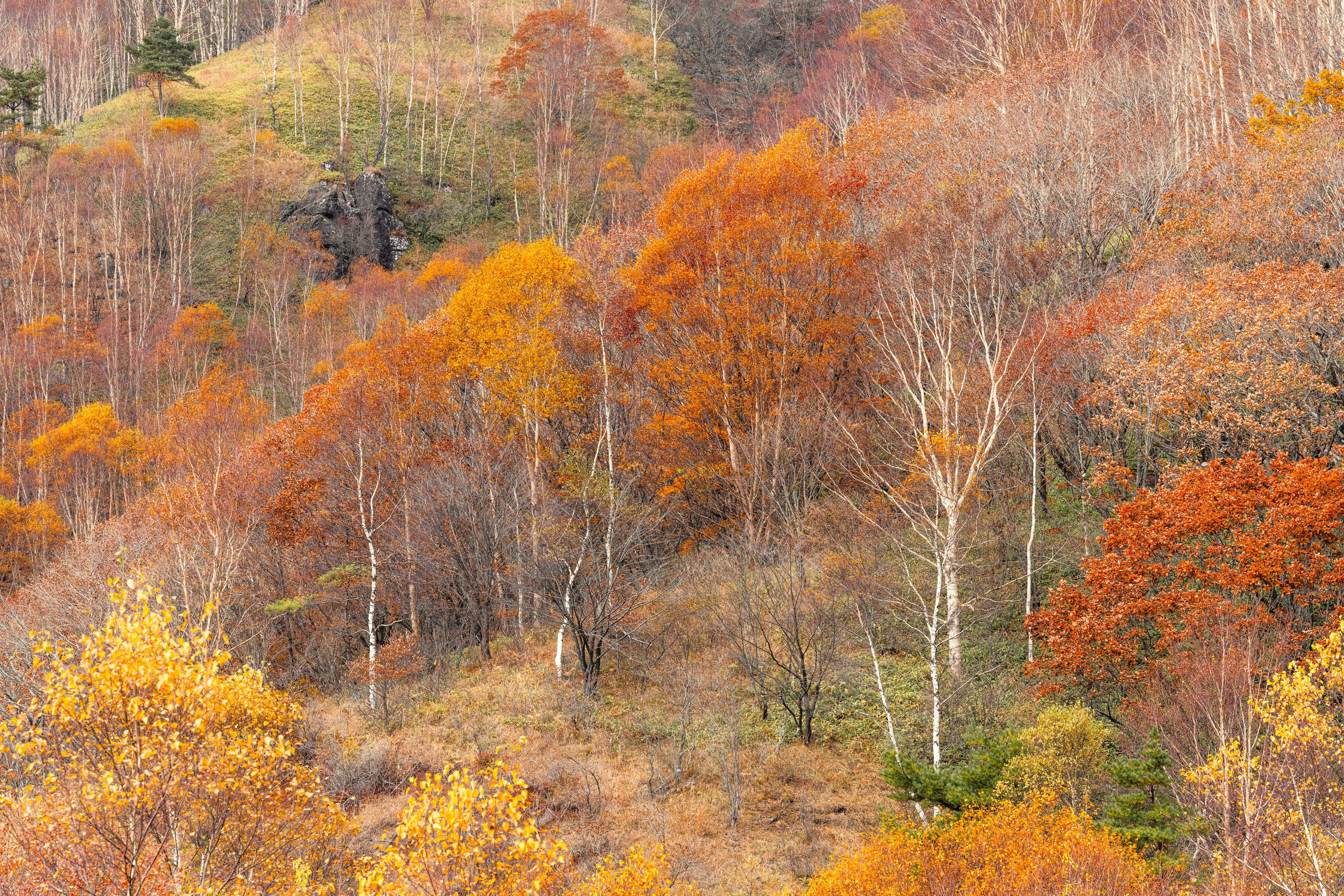 Autumn landscape with vibrant orange and yellow trees