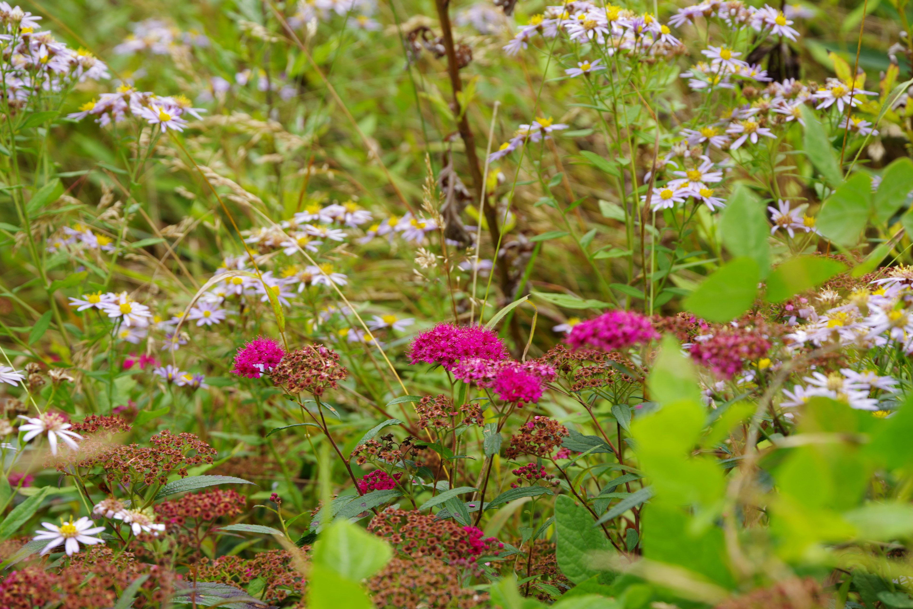 Una escena natural vibrante con flores coloridas incluyendo flores rosas y blancas rodeadas de follaje verde