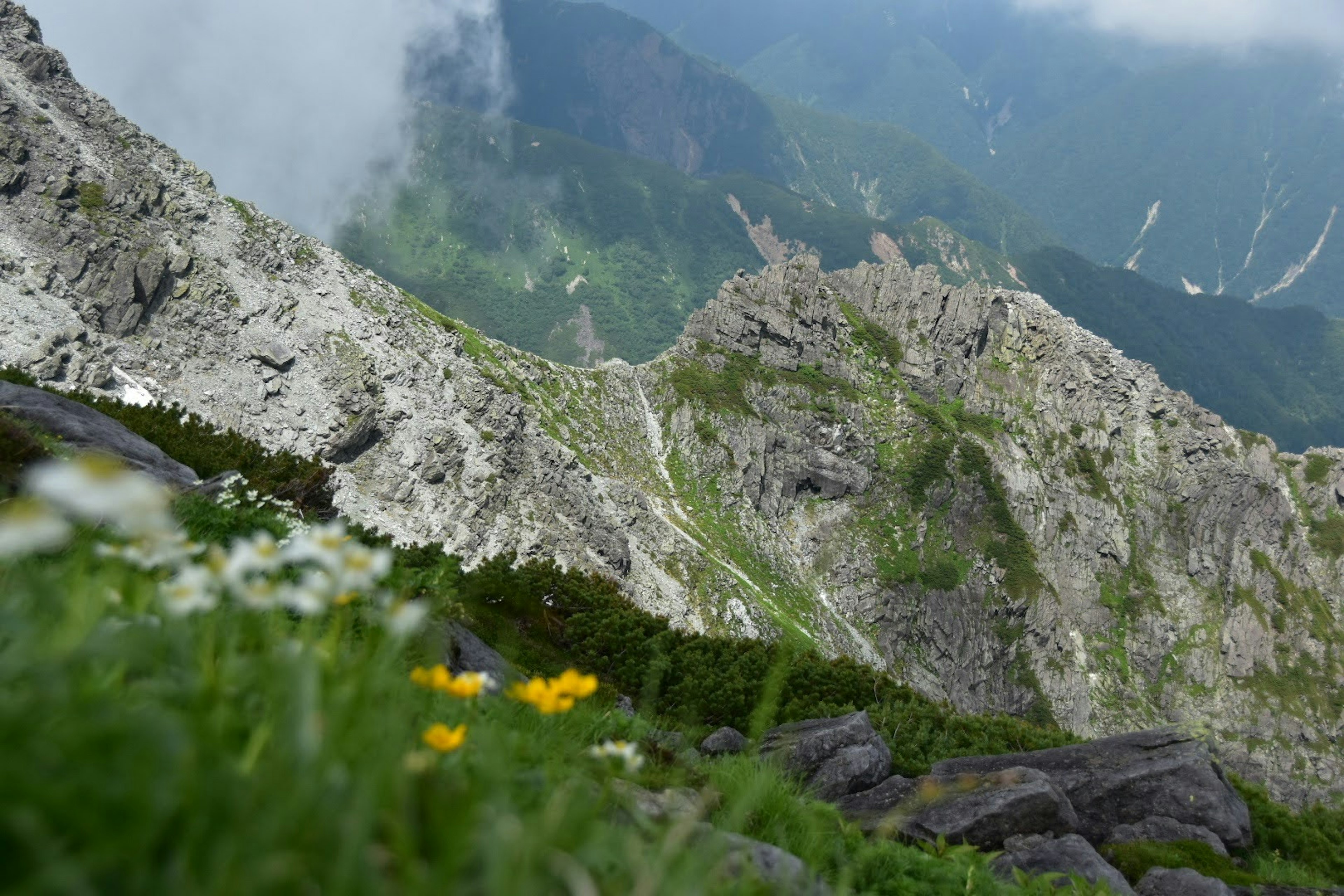 Beautiful landscape featuring yellow flowers and green grass on a mountain slope