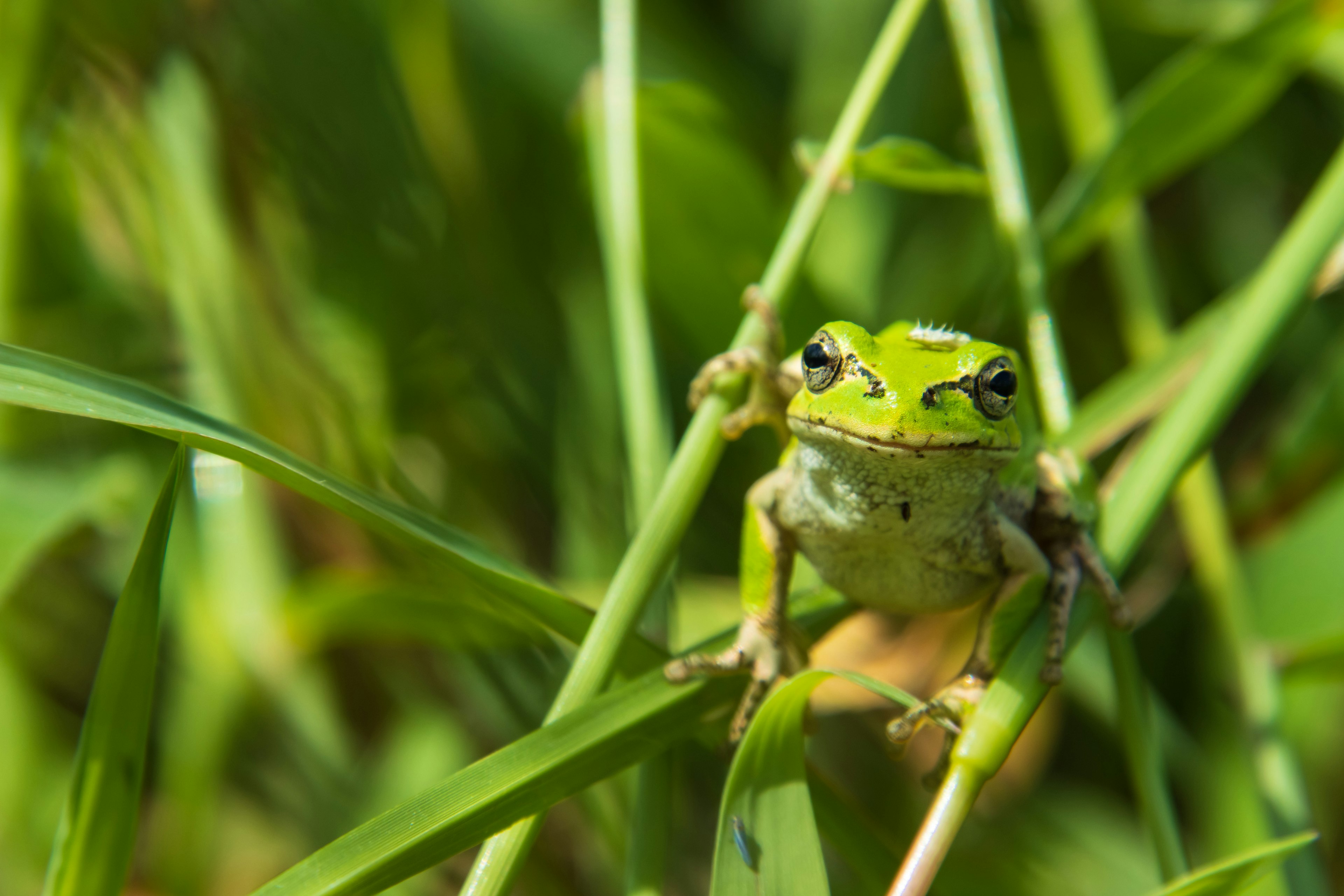 緑色のカエルが草の間にいる