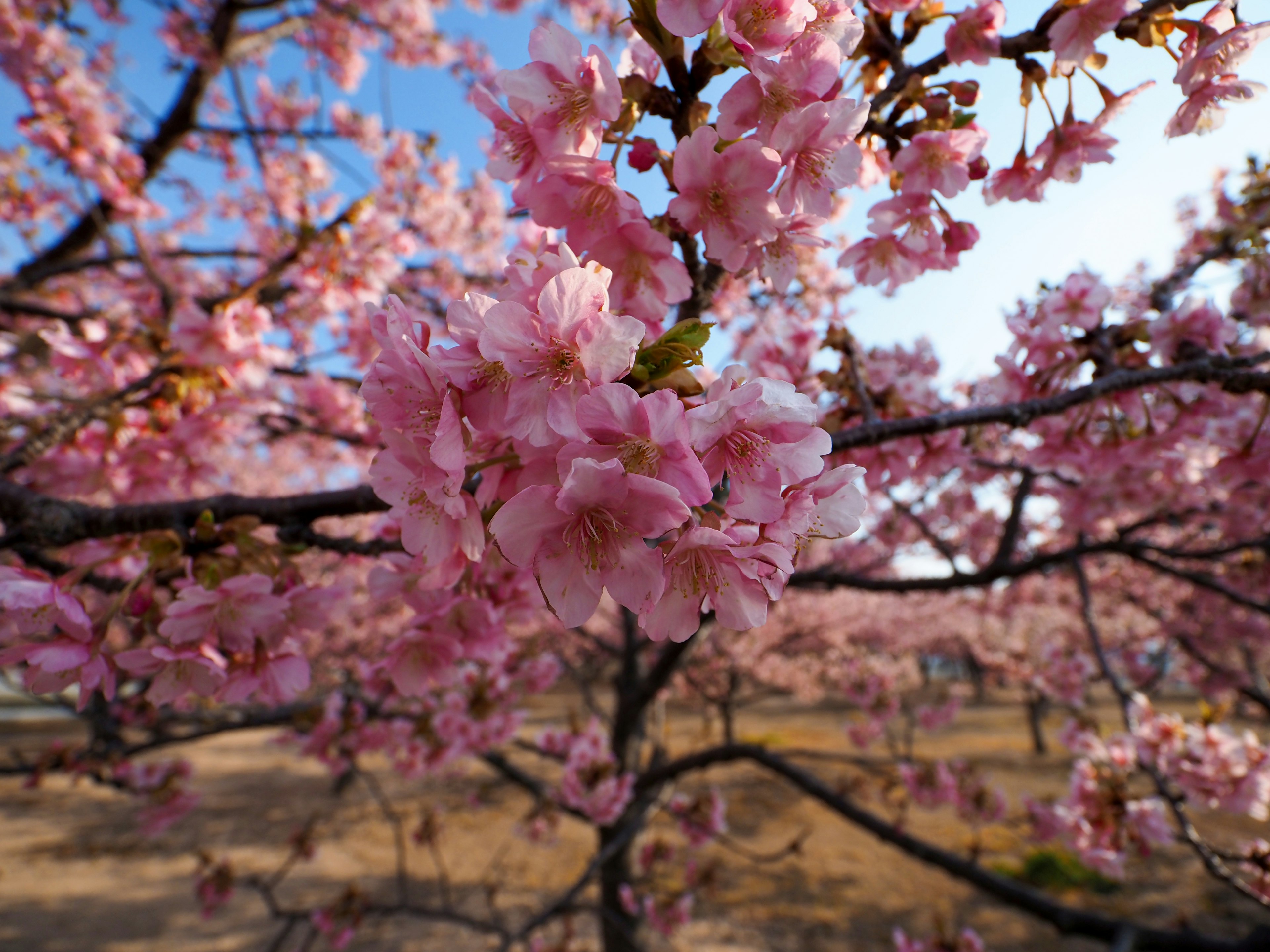 Primer plano de flores de cerezo en un árbol contra un cielo azul