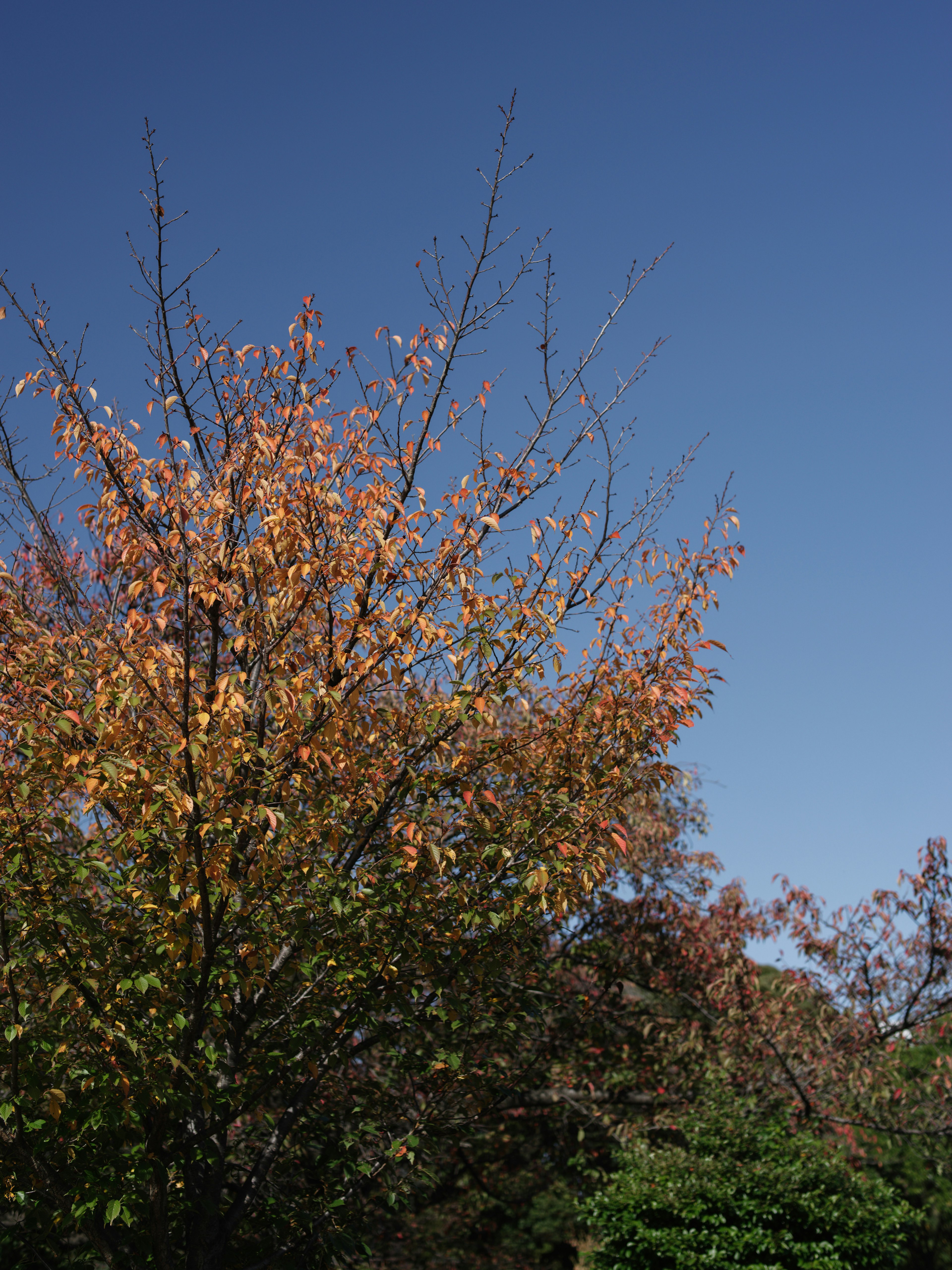 Albero con foglie arancioni sotto un cielo blu chiaro e vegetazione circostante