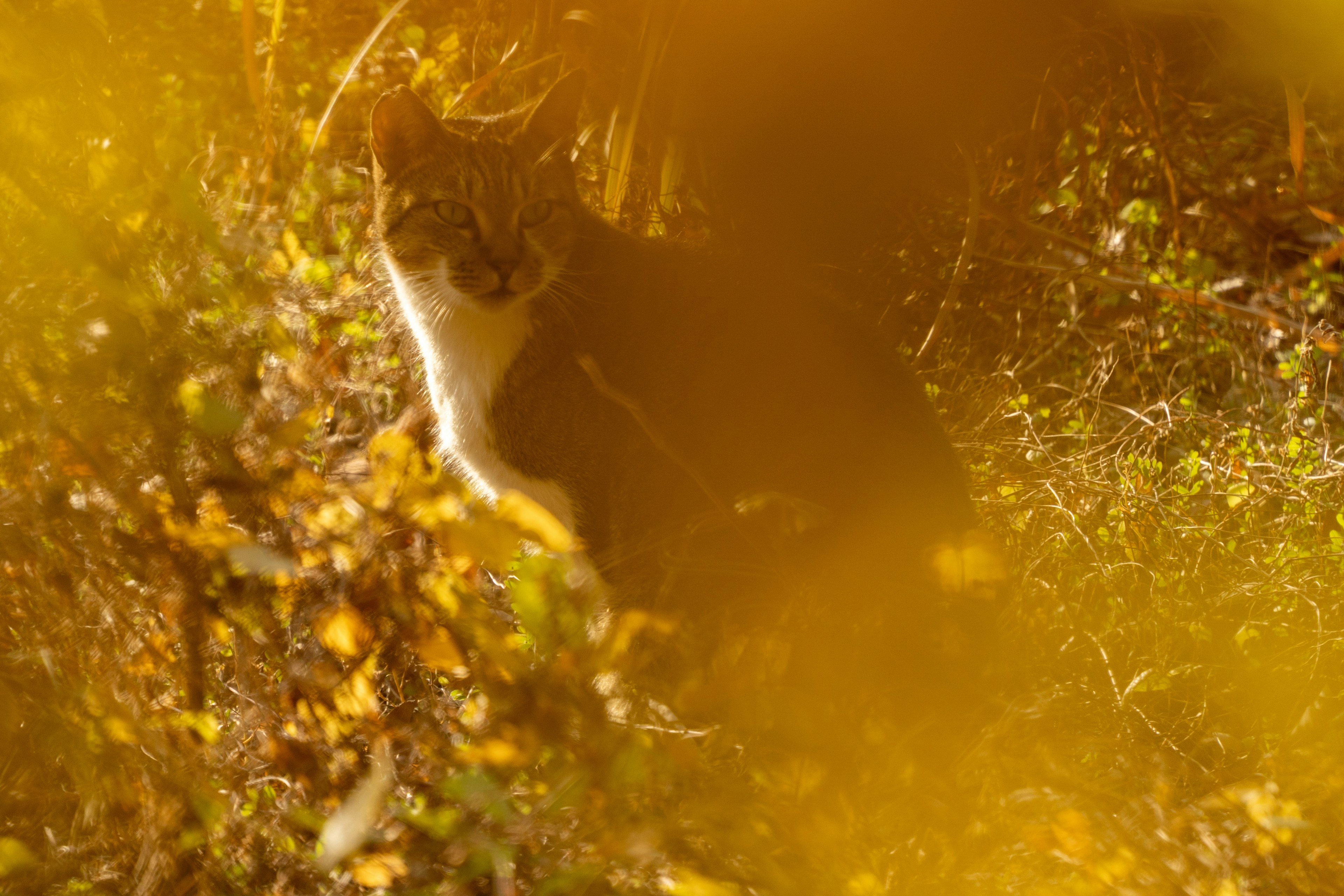 猫が草むらの中に隠れているシーンで、背景に黄色い葉が見える