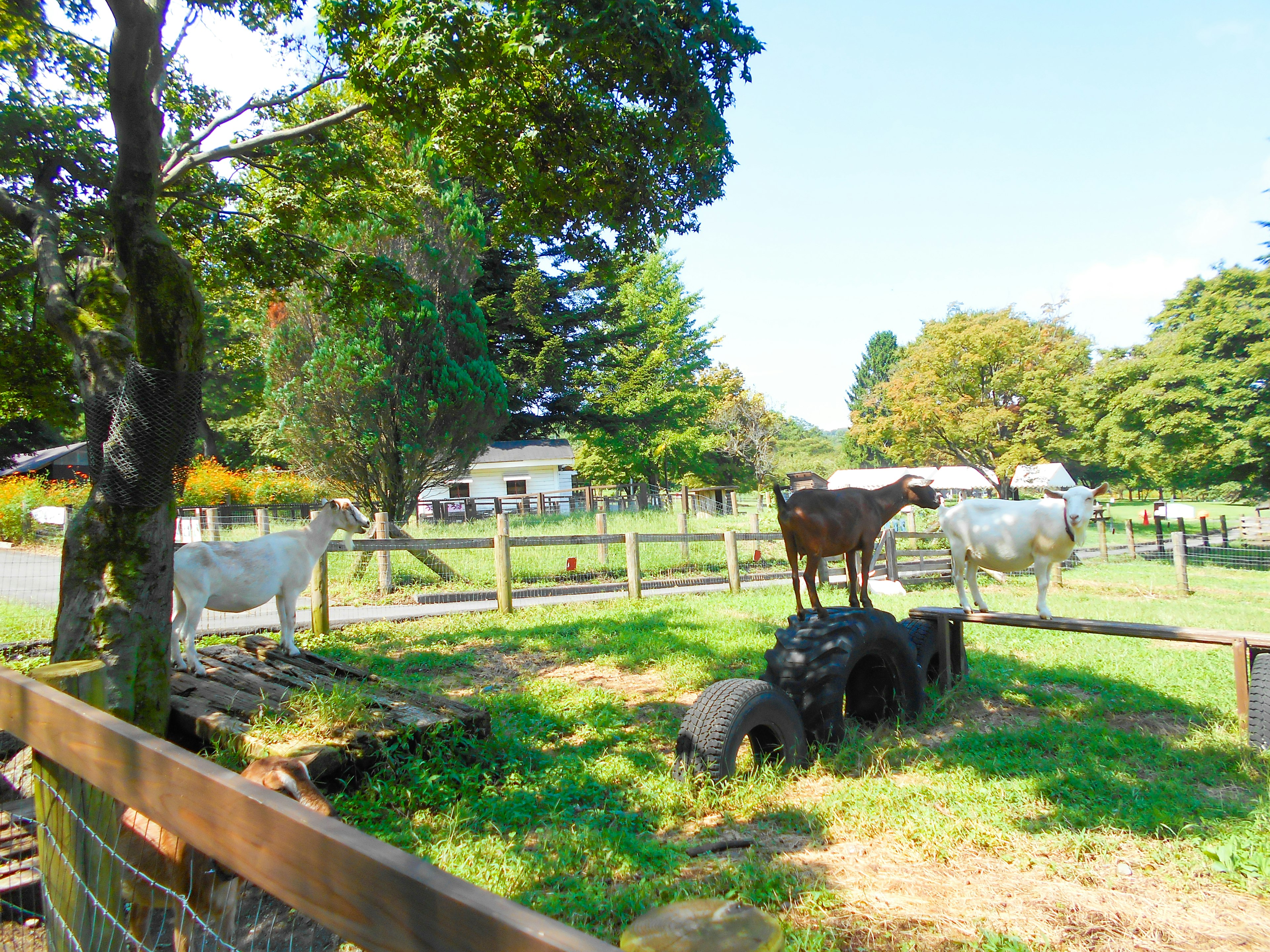 Farm scene with white goats and a brown goat standing on tires