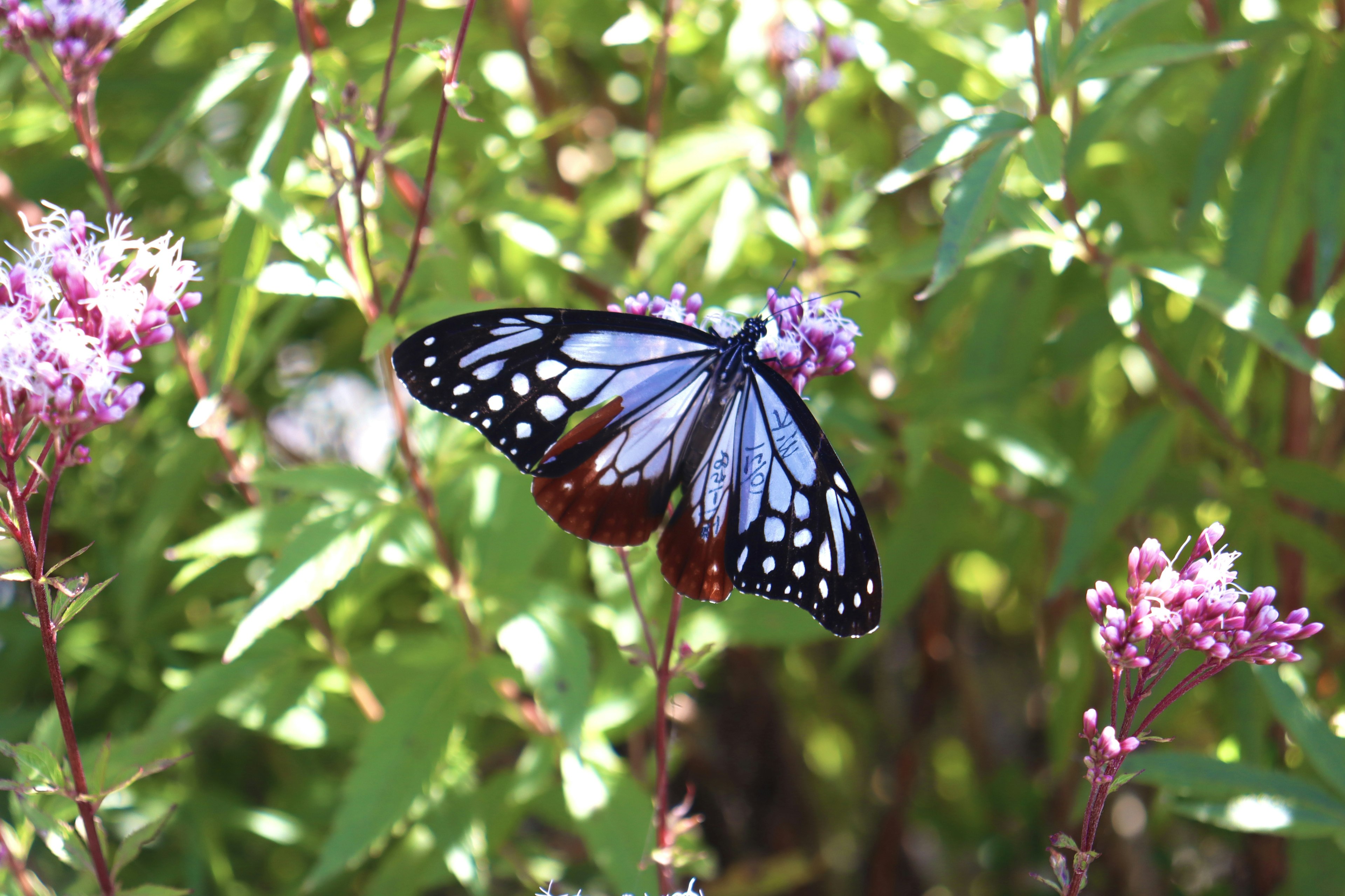 Un papillon bleu se posant sur des fleurs dans un jardin vibrant