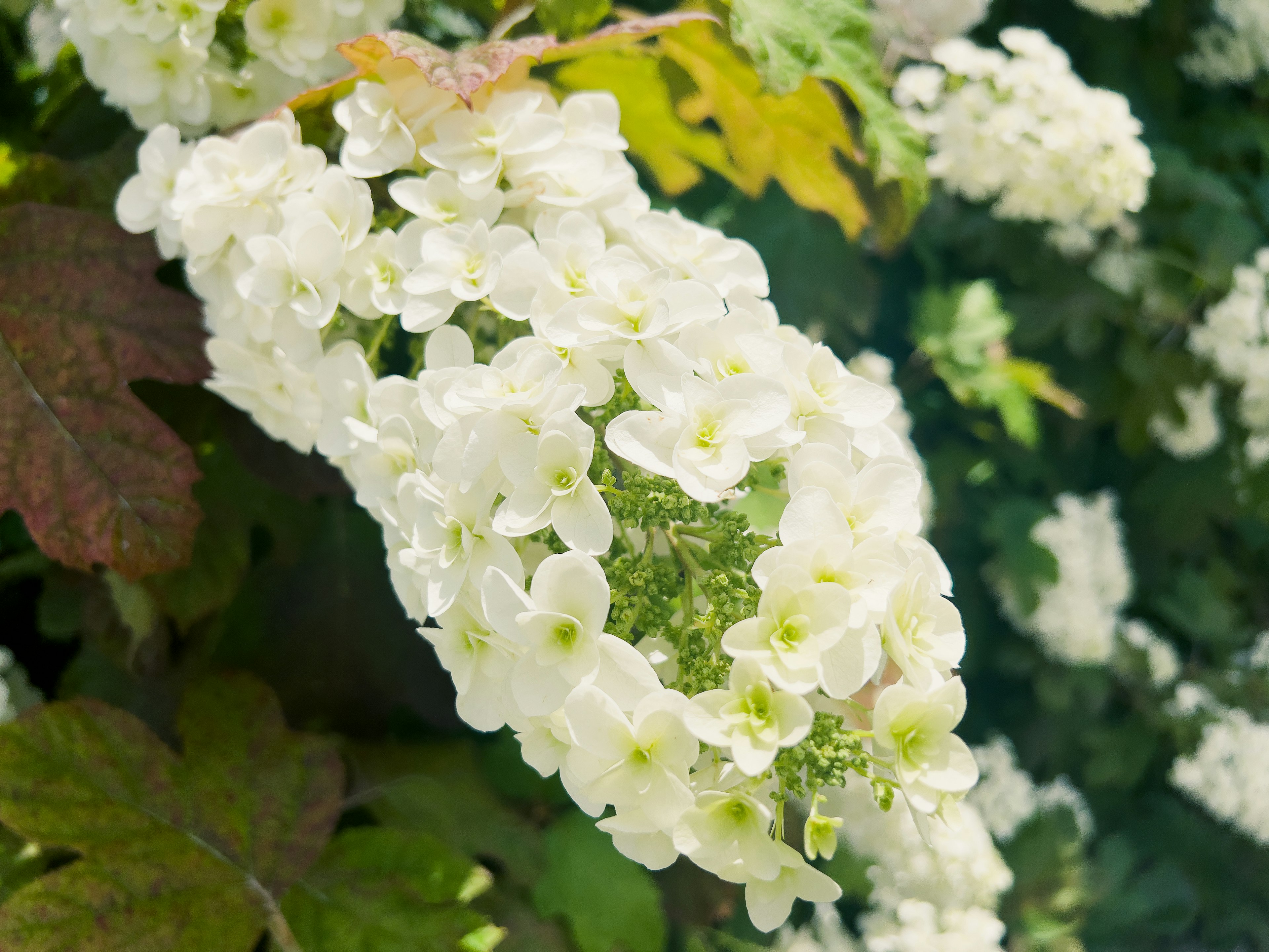 Acercamiento de flores blancas en una planta con hojas verdes de fondo