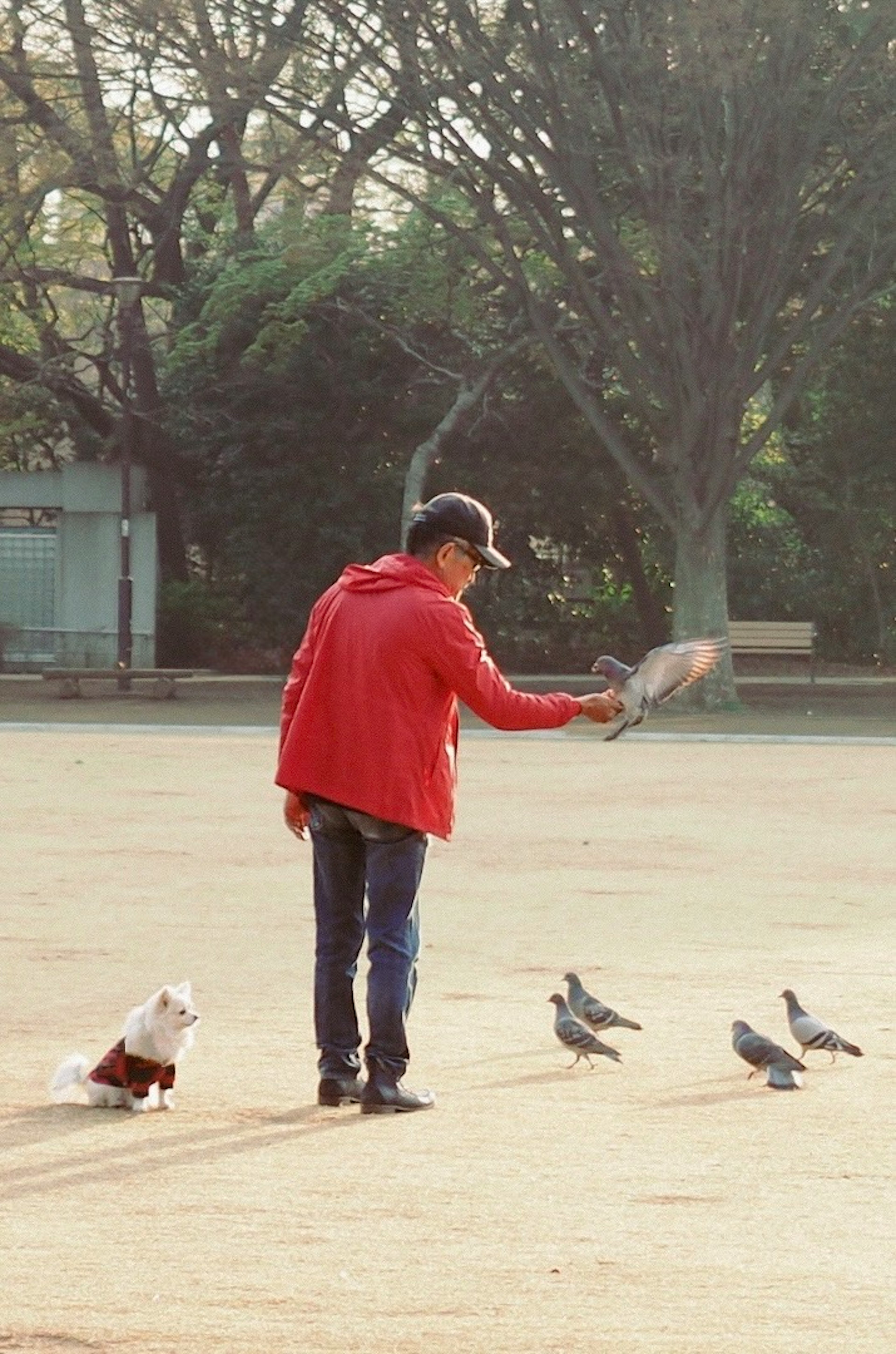 公園で鳩に餌をやる赤いジャケットの男性と犬