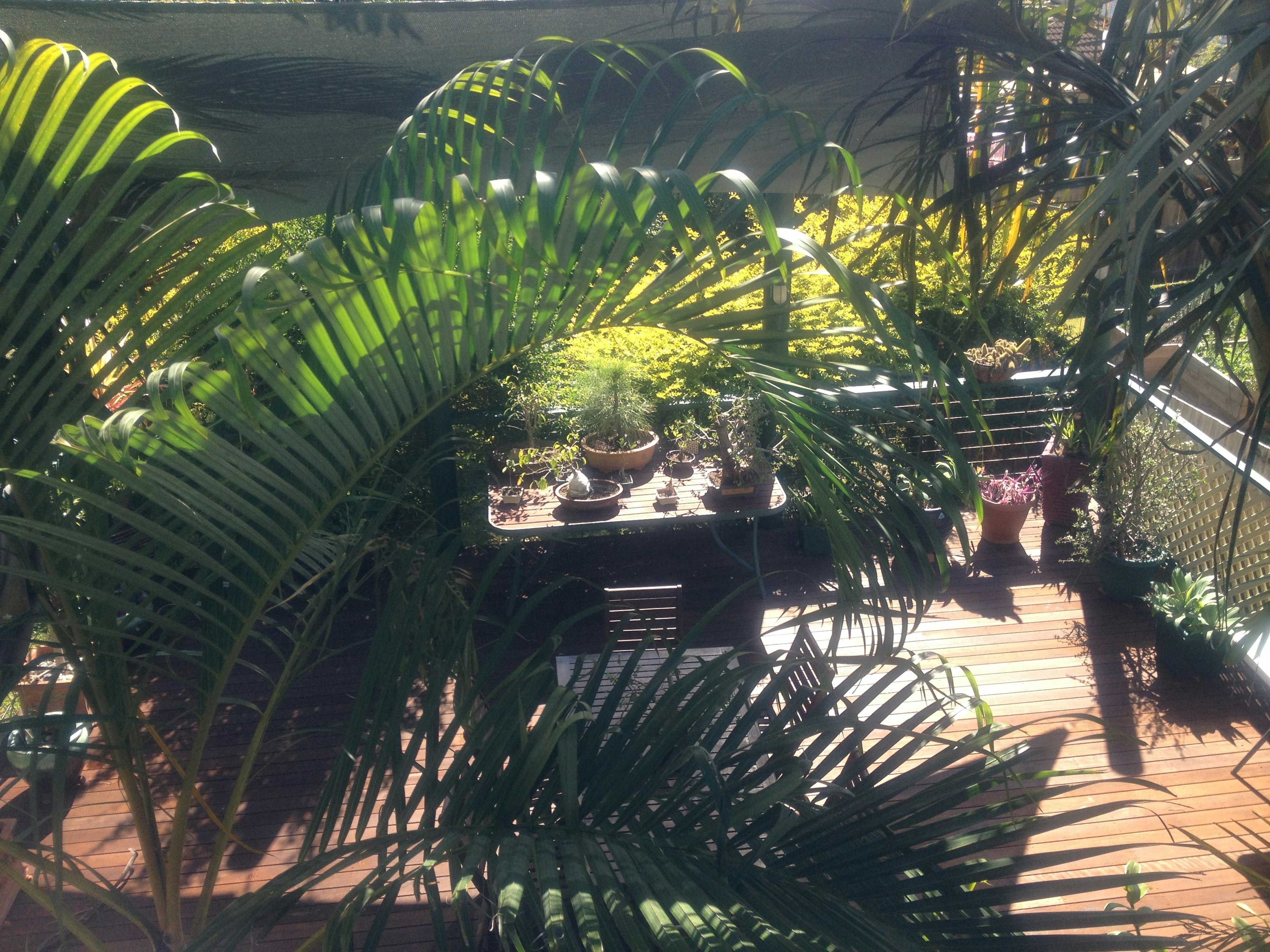 A terrace surrounded by lush green plants and potted flowers