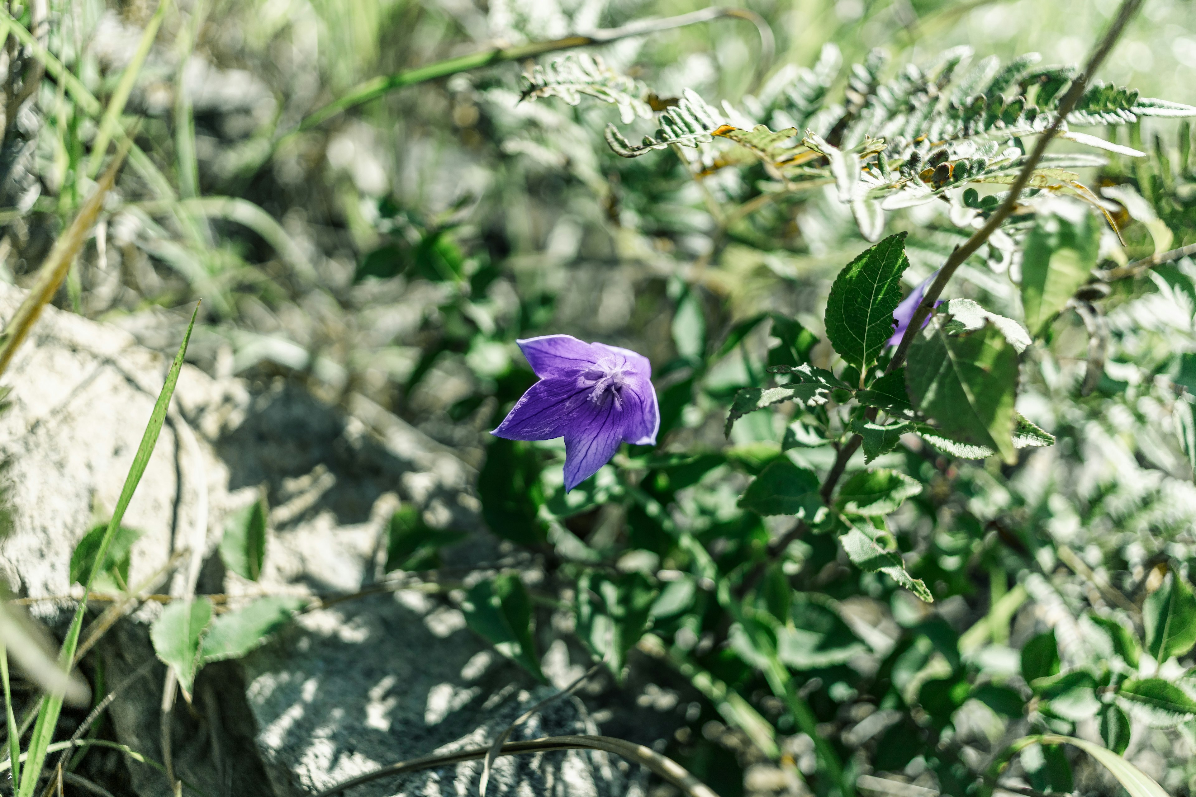 Una flor morada floreciendo entre hojas verdes en un entorno natural