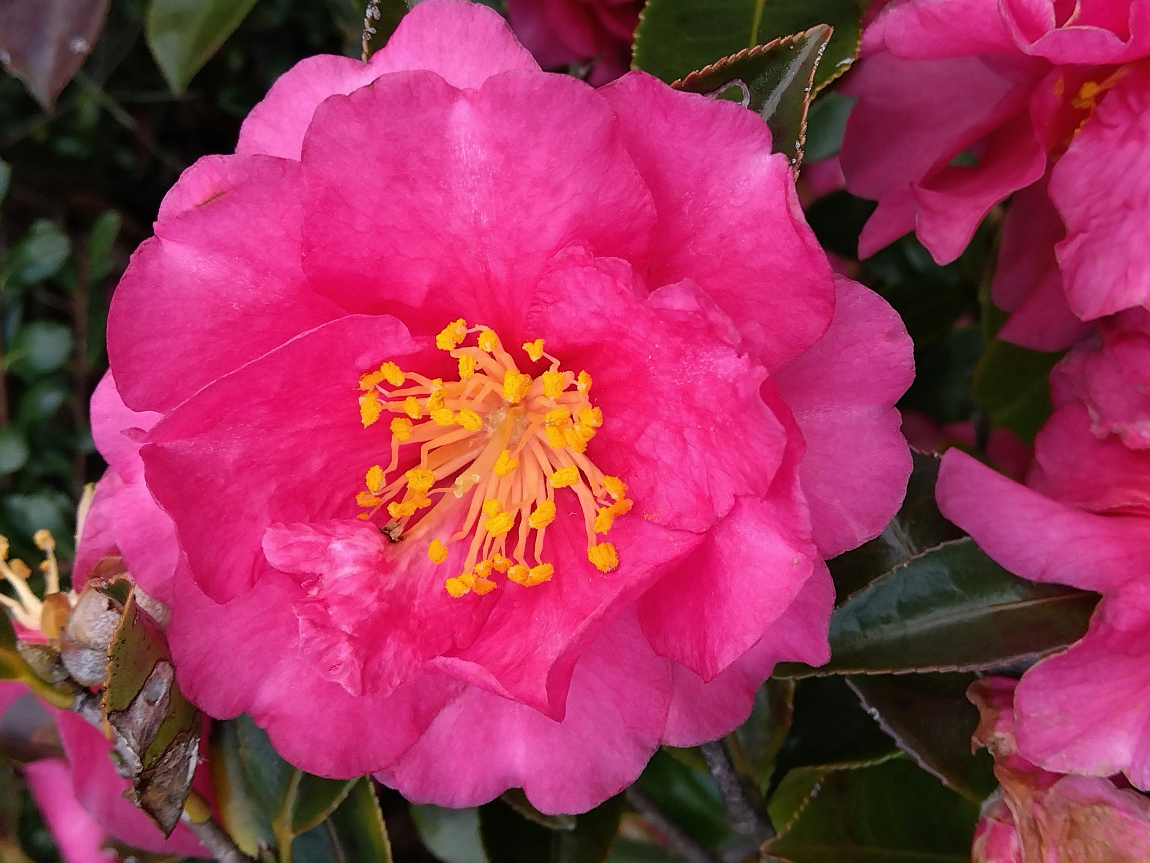 Flor de camelia con pétalos rosas vibrantes y estambres amarillos