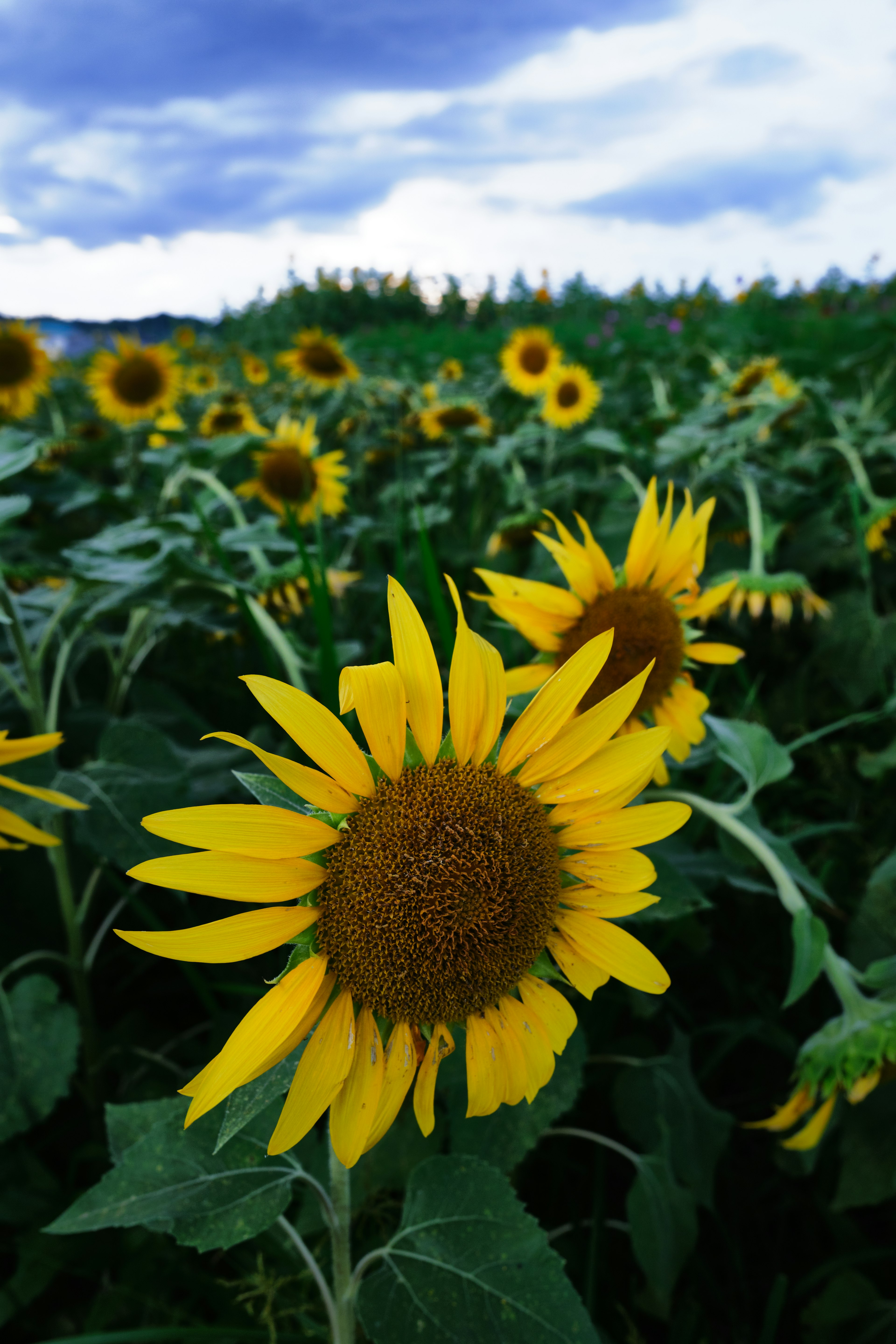 青い空の下に広がるひまわり畑の鮮やかな黄色の花