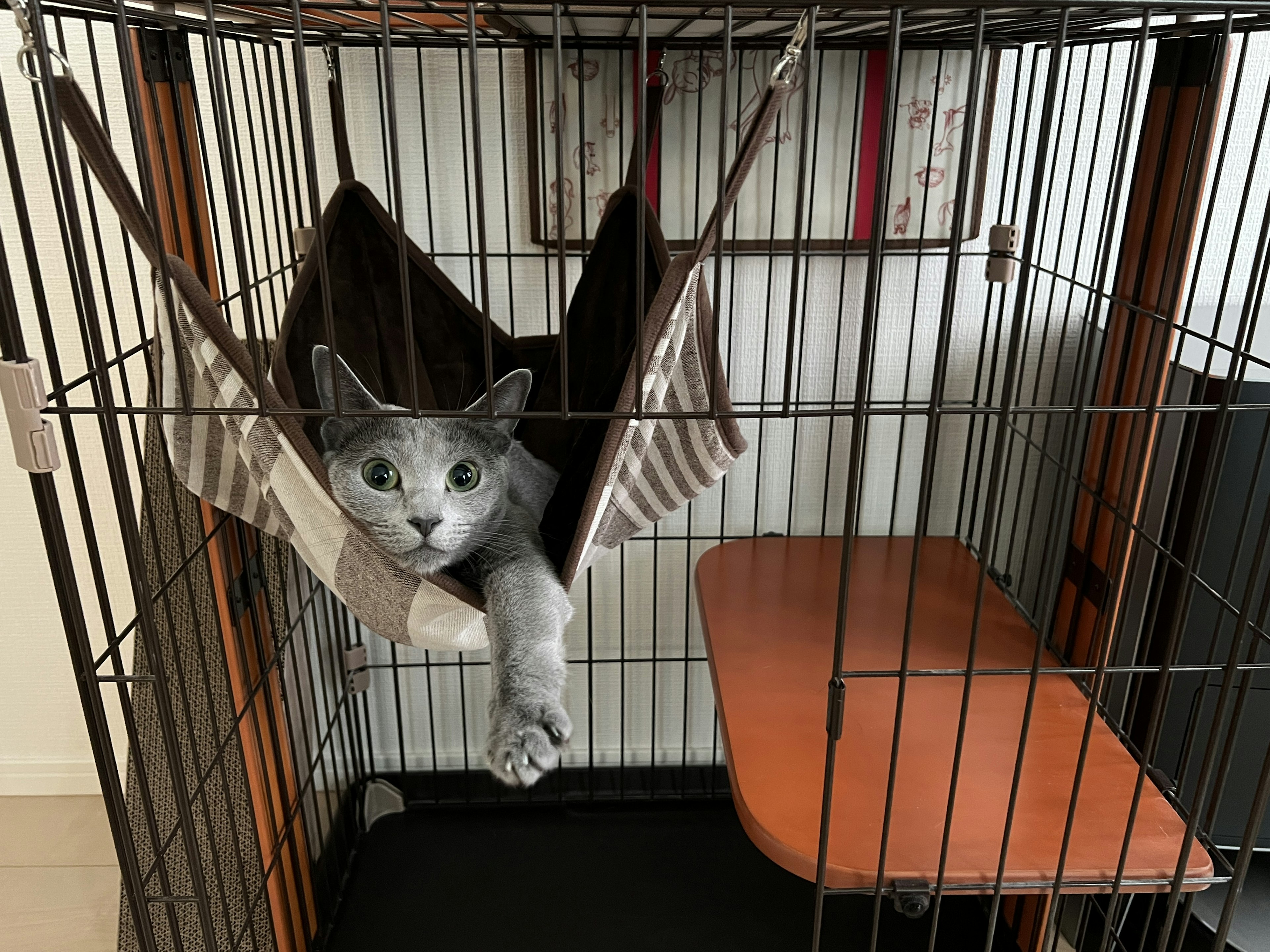 Gray cat relaxing in a hammock inside a cage