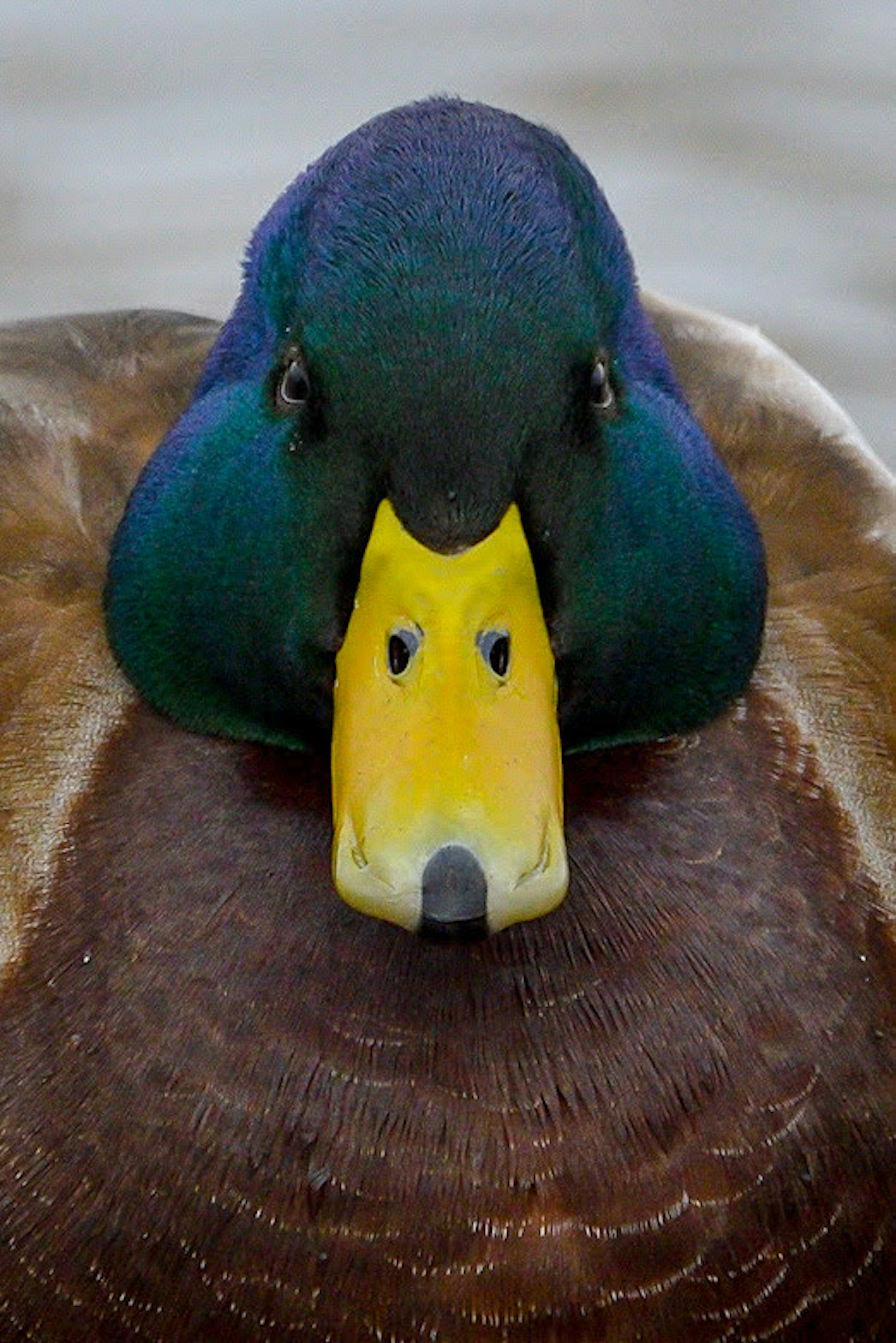 Gros plan d'un canard colvert mâle avec une tête bleue