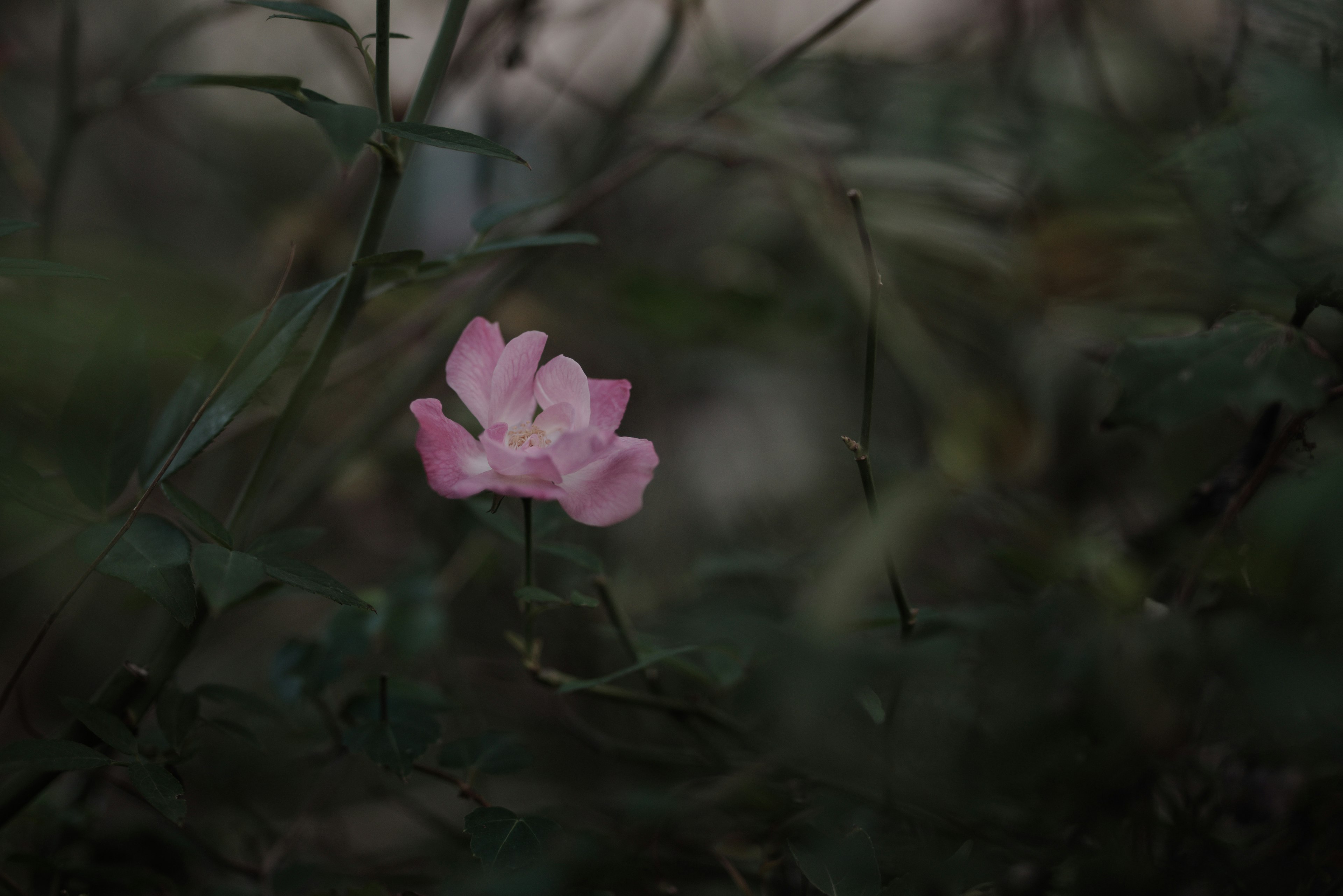 A soft pink flower stands out against a dark background