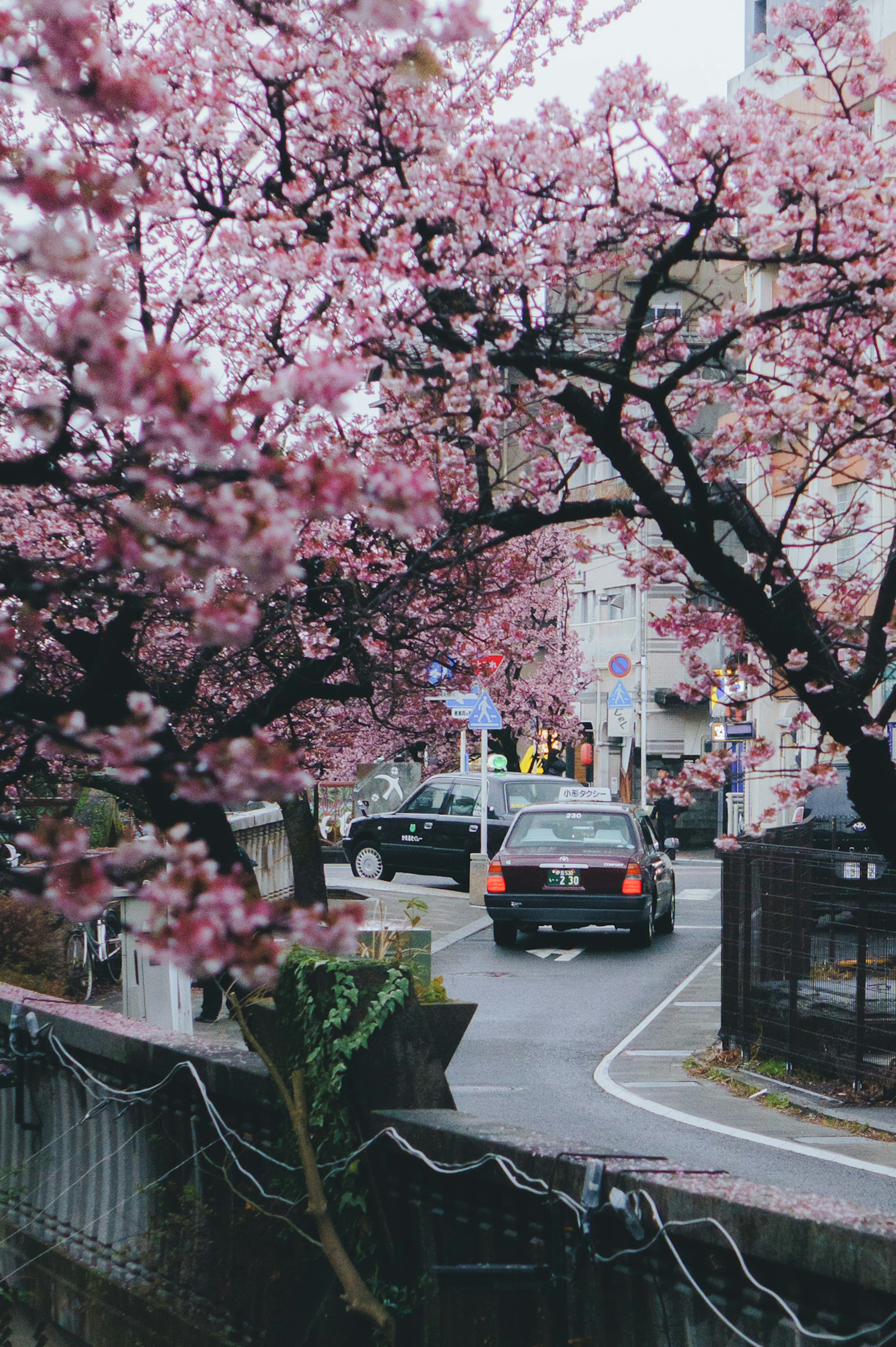 Scène de rue avec des cerisiers en fleurs et une voiture qui passe