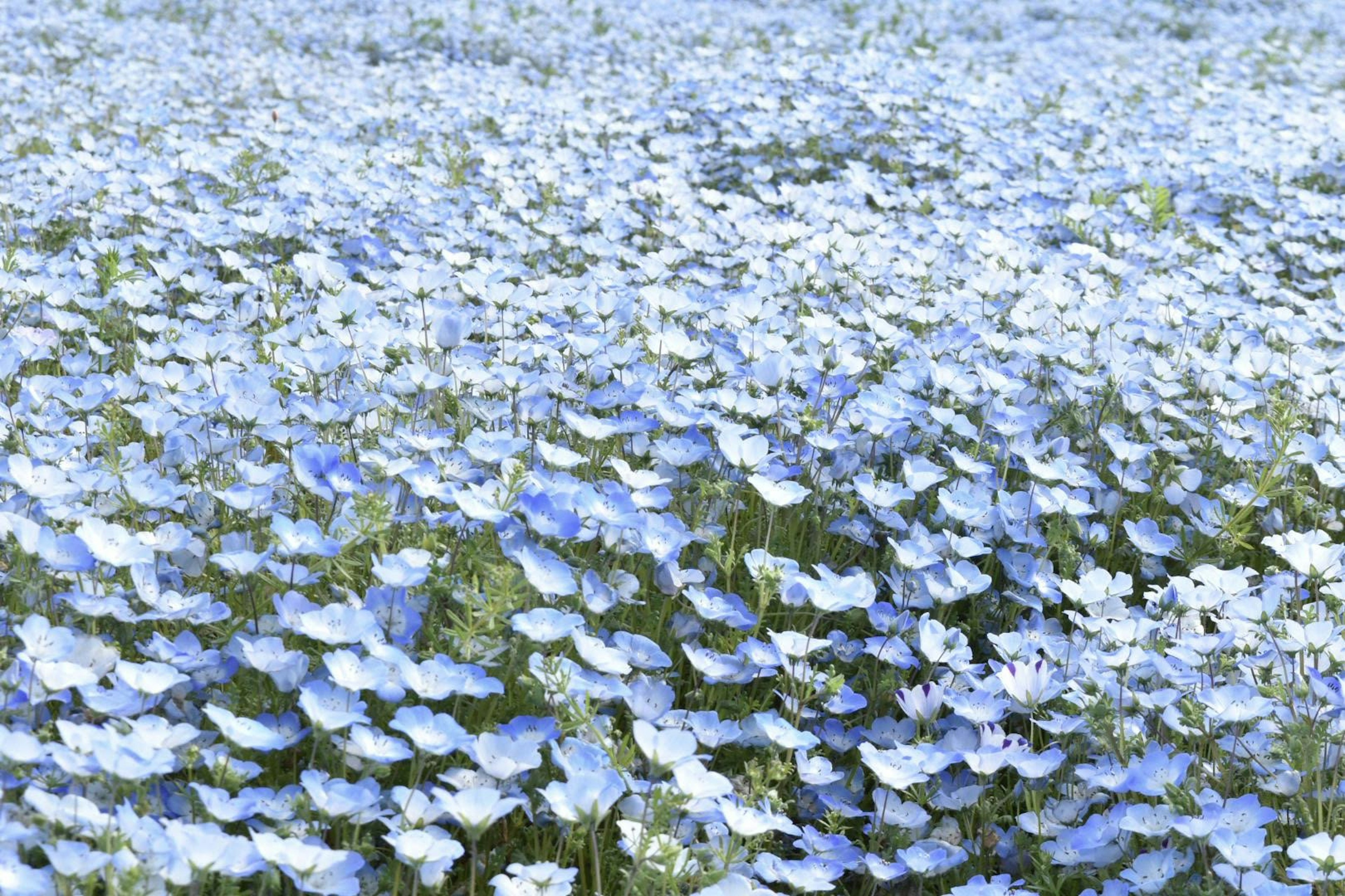 Eine wunderschöne Landschaft mit blauen Blumen in voller Blüte