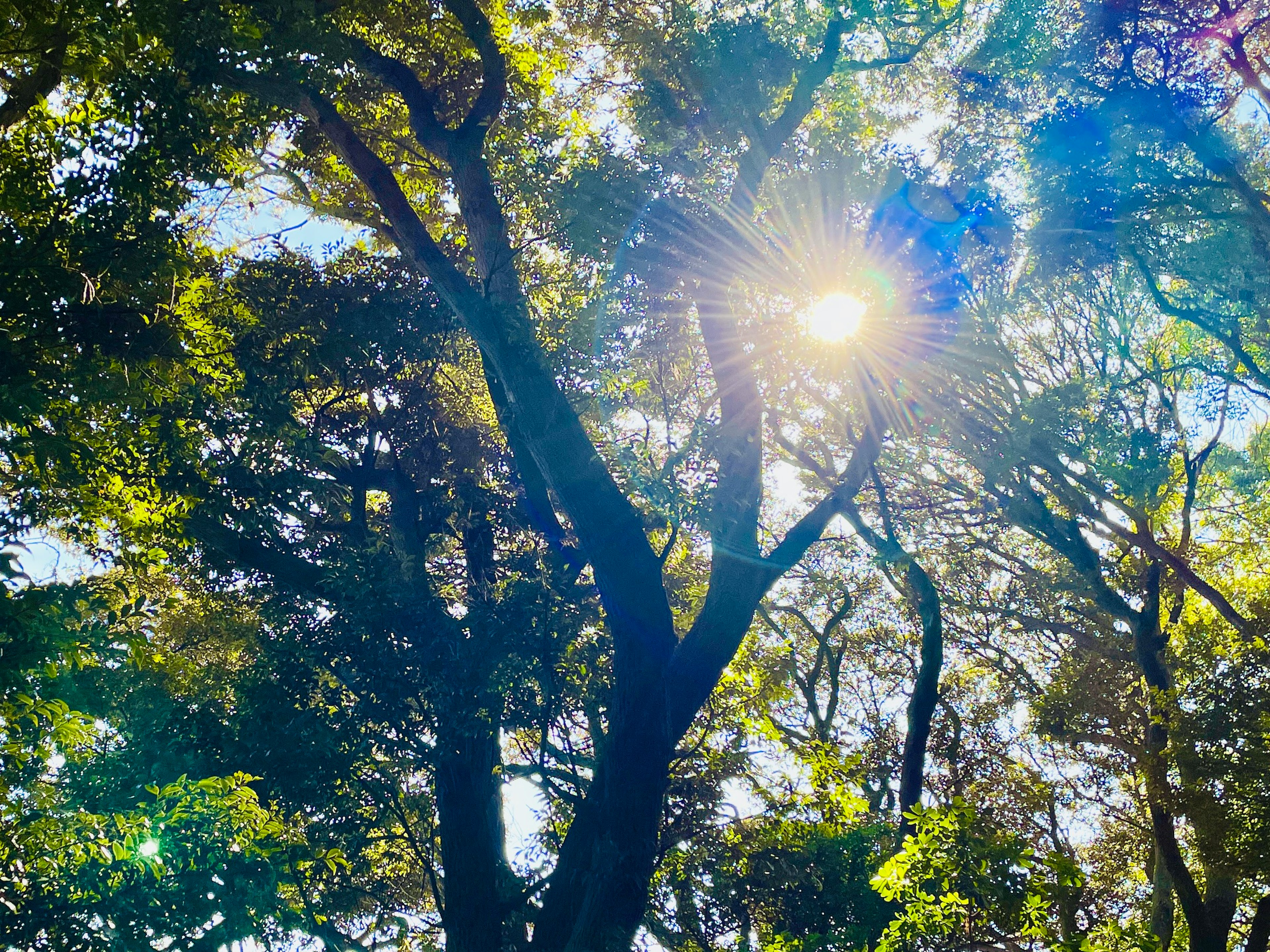 Luce solare che filtra tra alberi verdi lussureggianti in una foresta