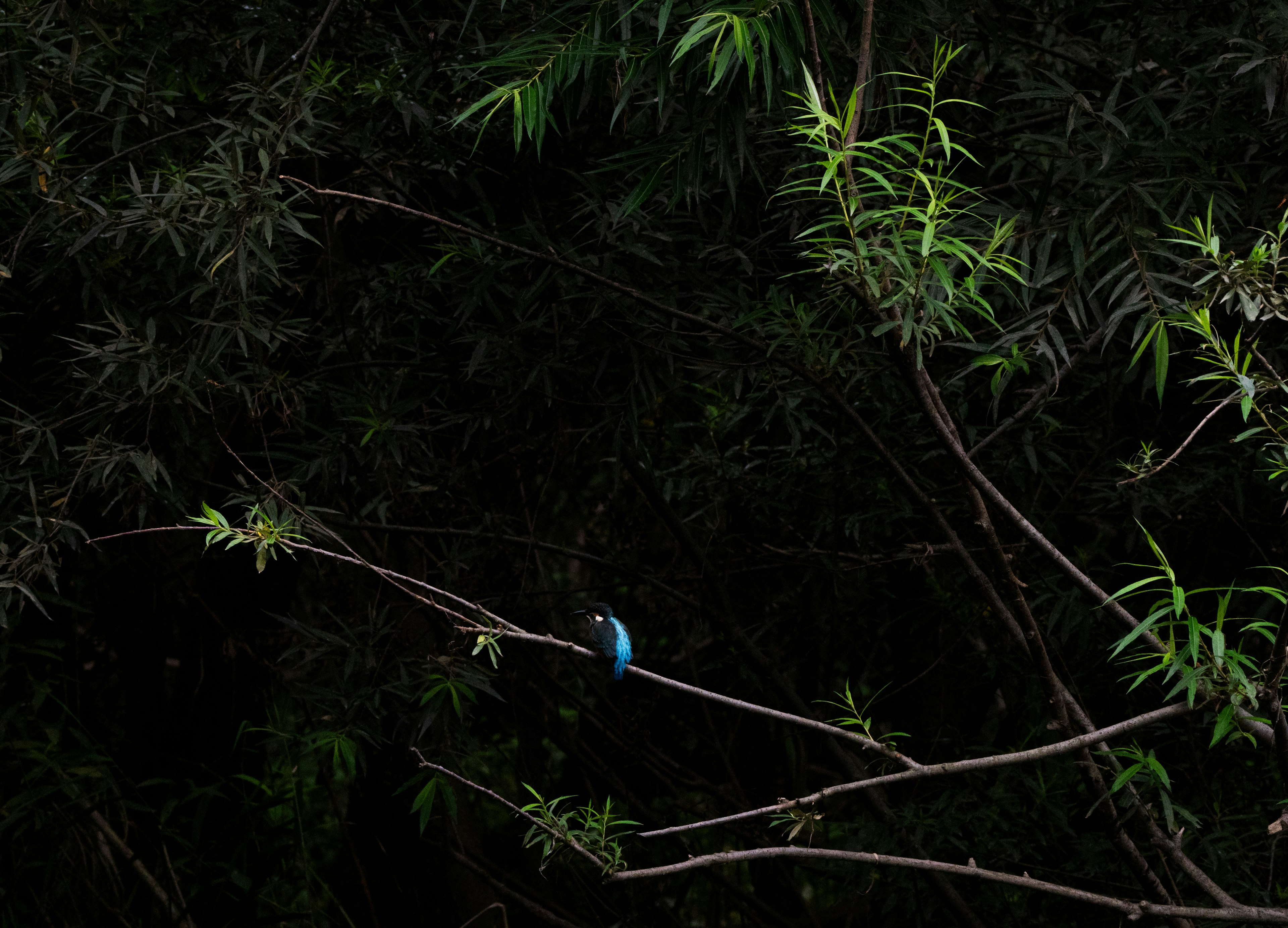 Un pájaro azul posado en una rama con un fondo oscuro