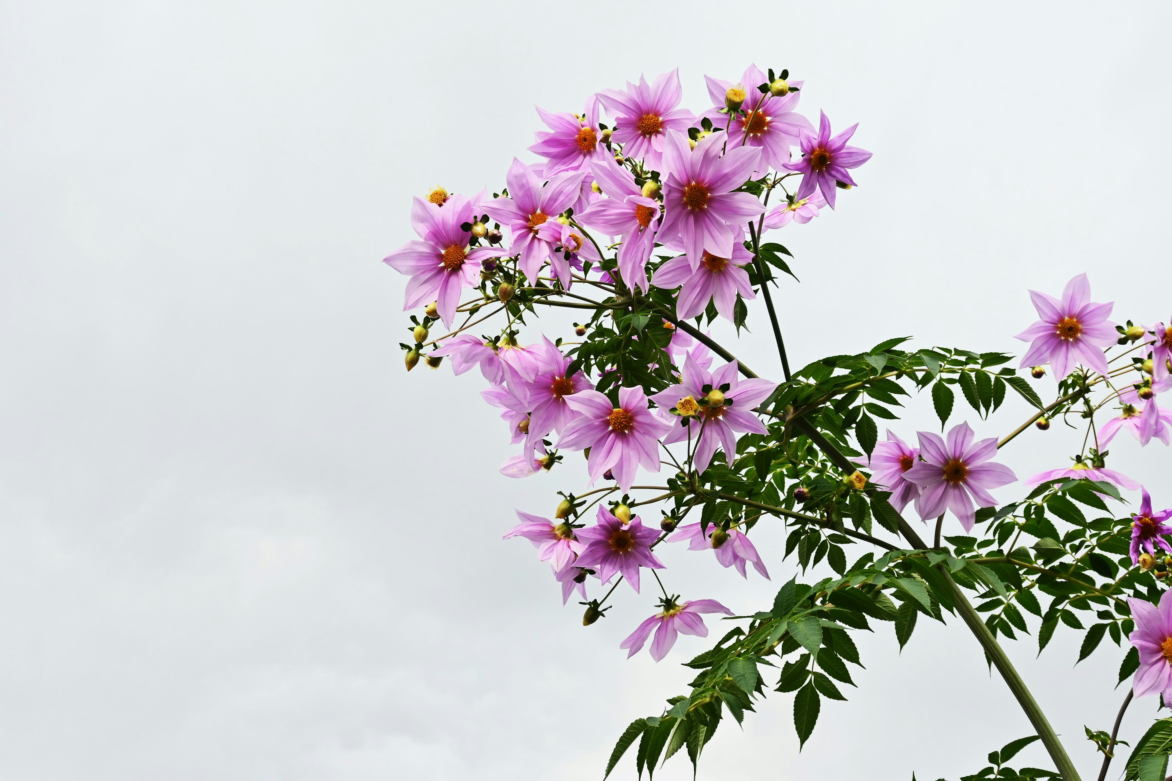 Branch of a plant with pink flowers reaching towards the sky