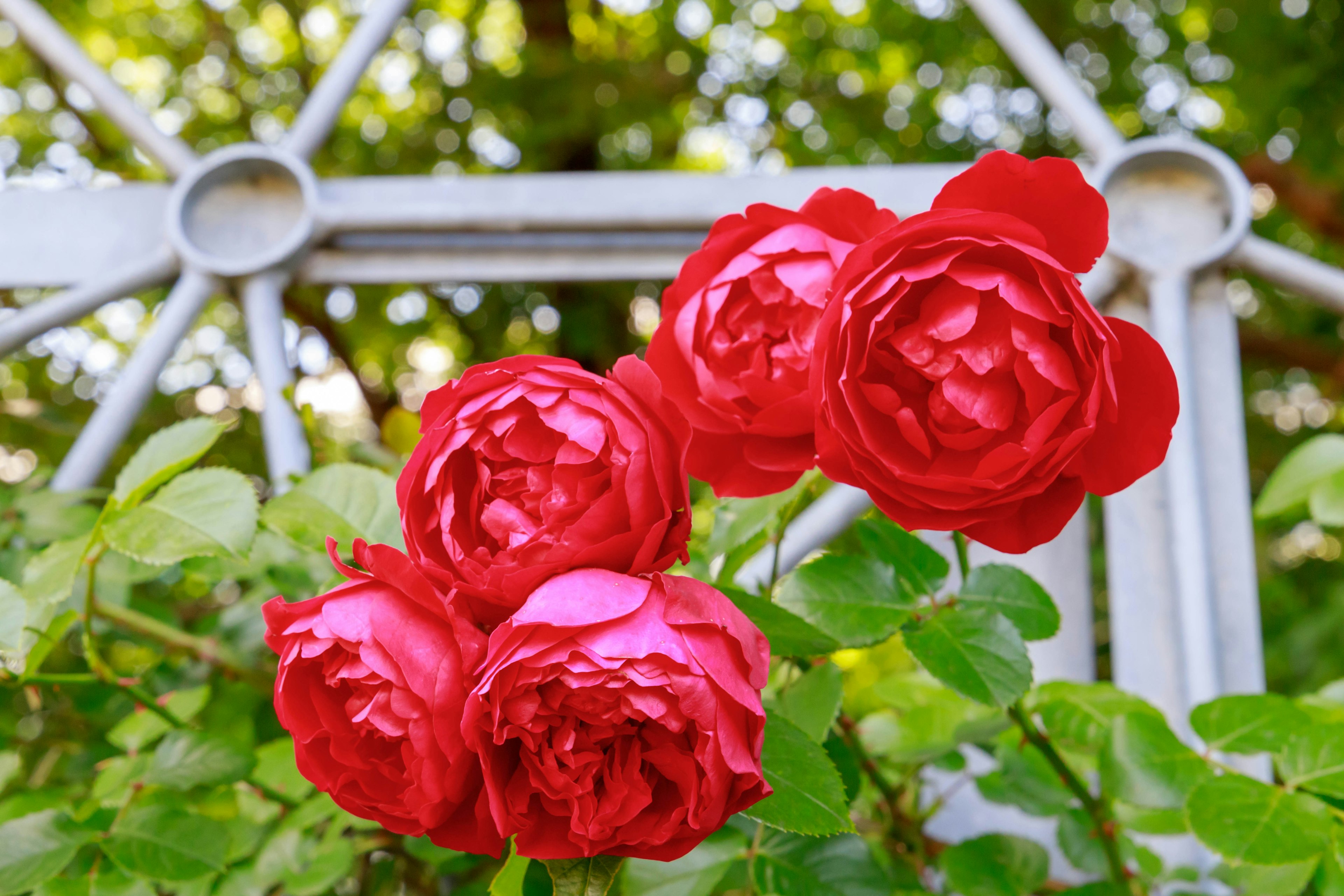 鮮やかな赤いバラの花が緑の葉に囲まれている