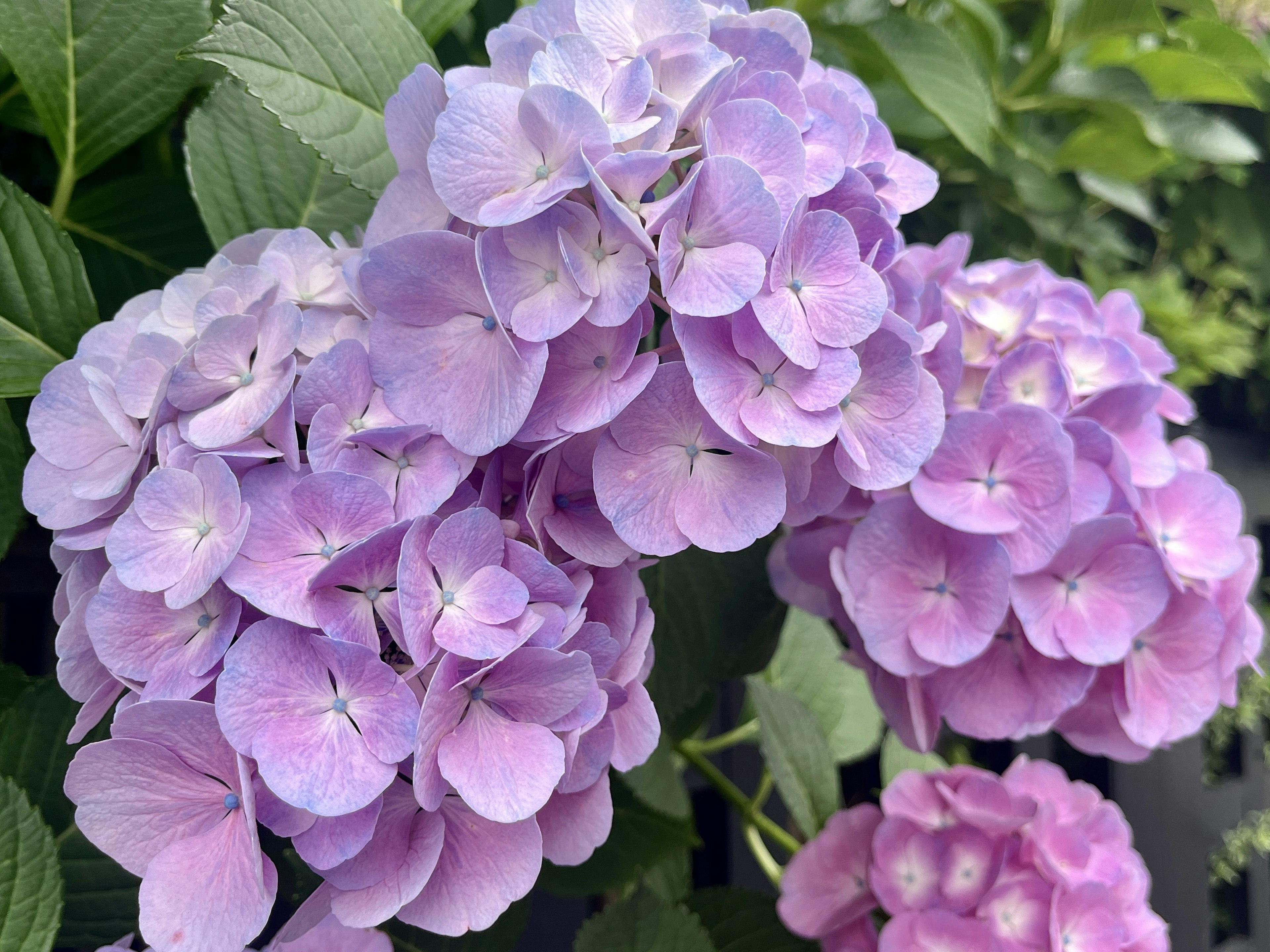 Cluster of vibrant purple hydrangea flowers in full bloom