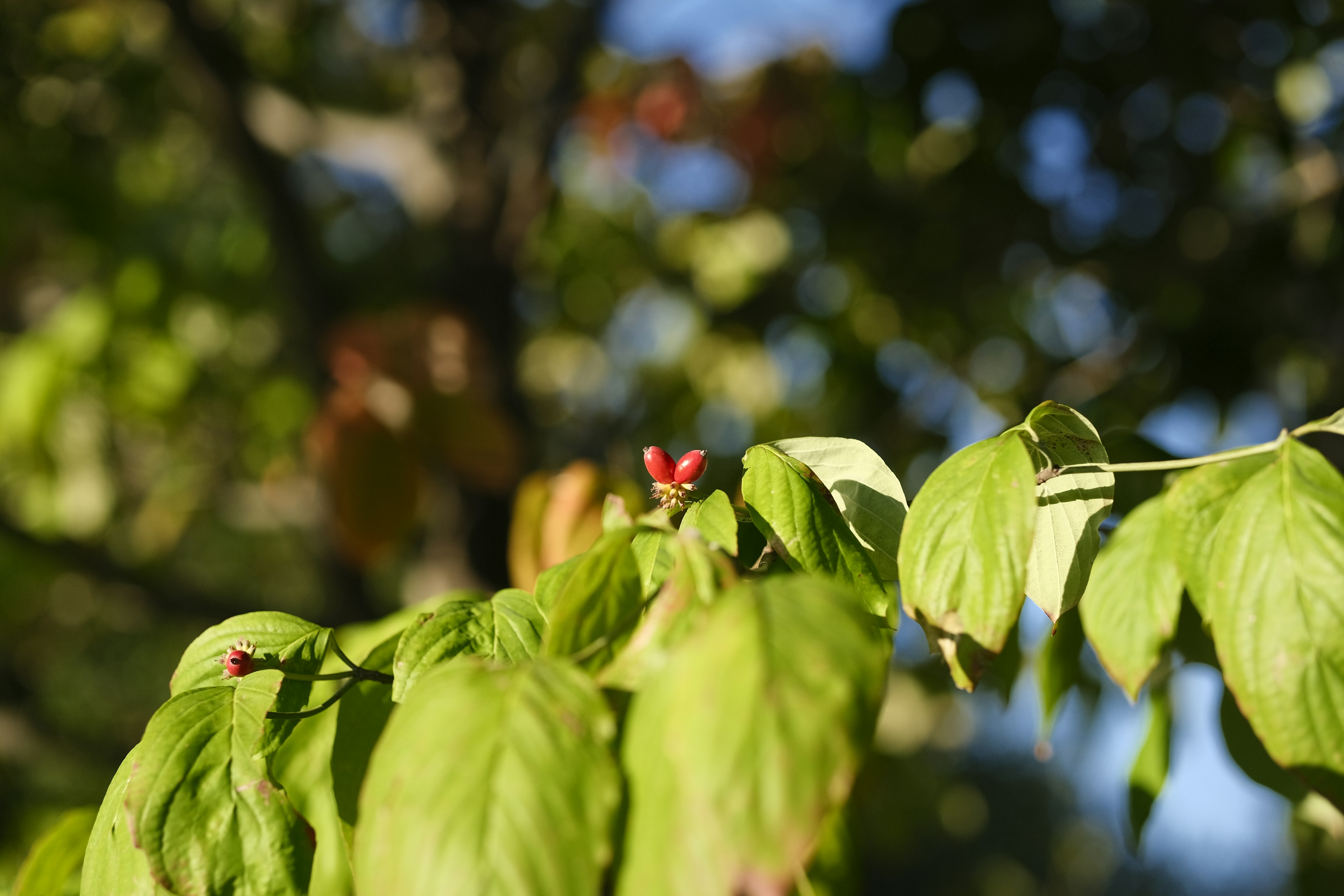 Nahaufnahme von grünen Blättern mit roten Beeren an einem Baumzweig