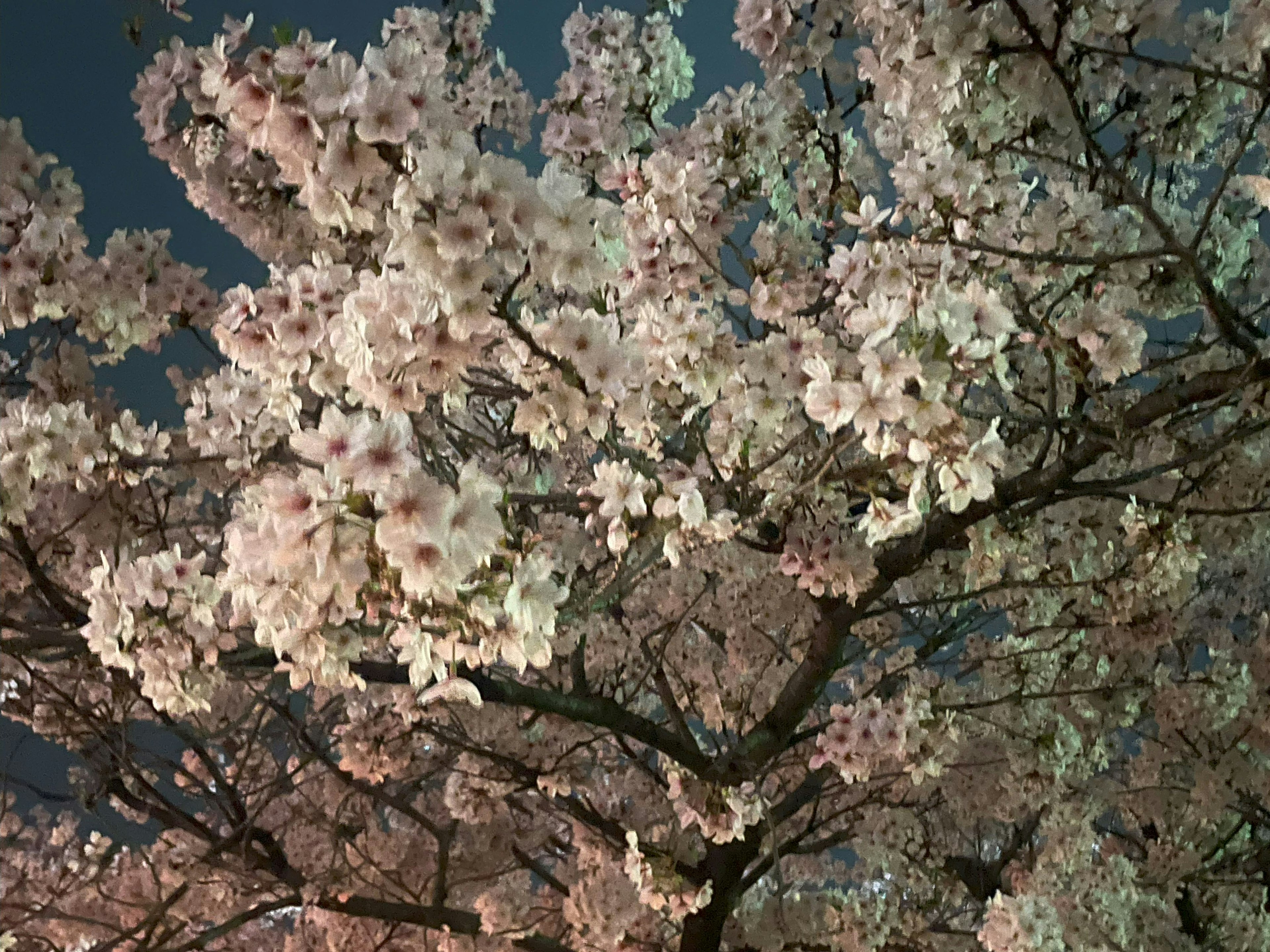 Pohon sakura mekar penuh di bawah langit malam