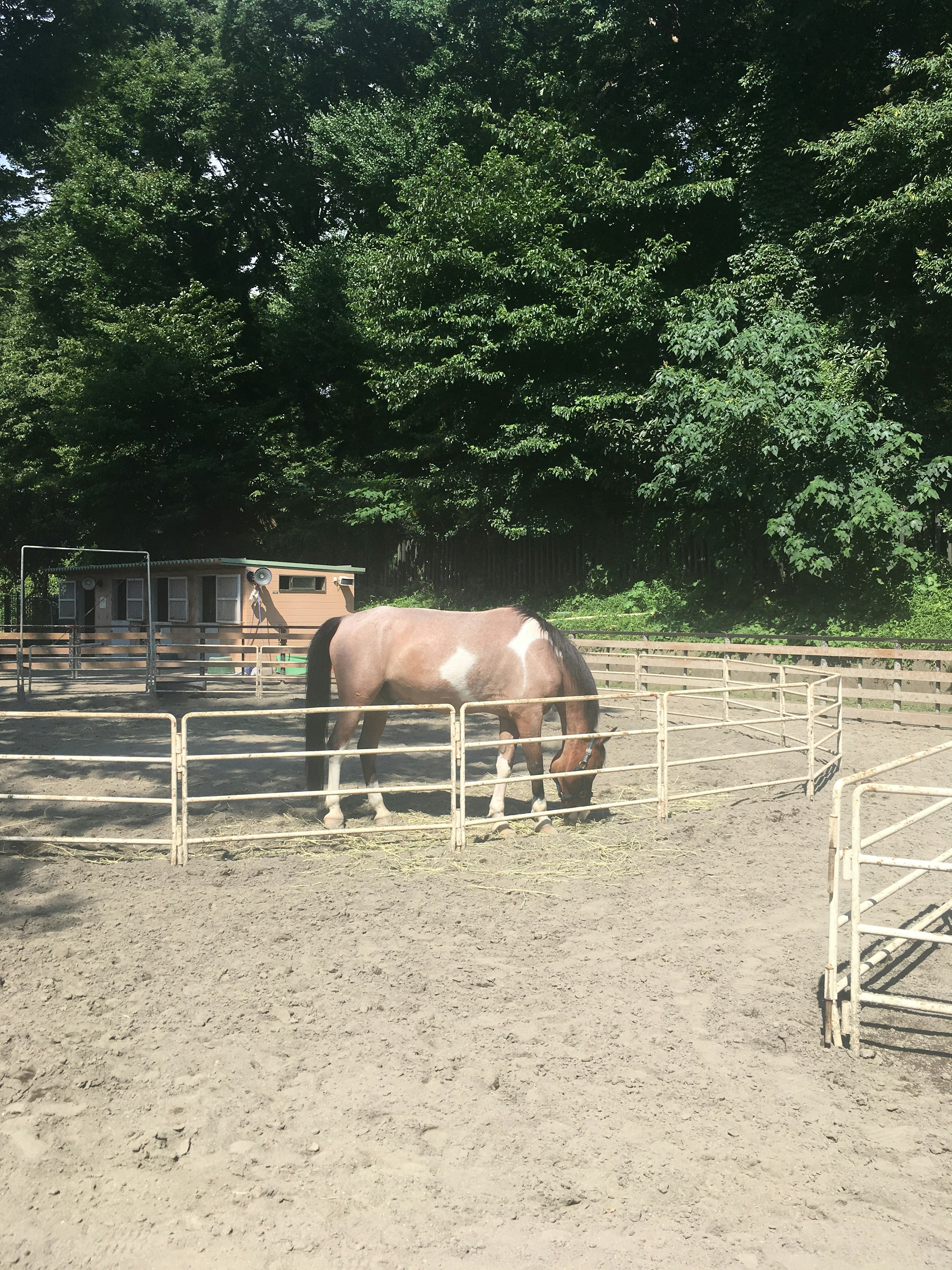 Un caballo pastando en un área cercada rodeada de árboles