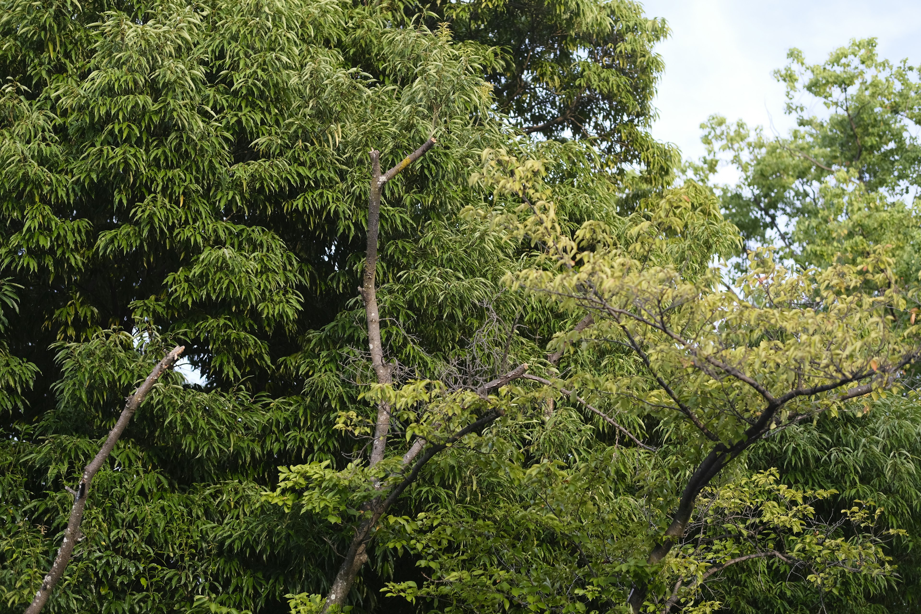 緑色の葉を持つ木々が豊かに生い茂る風景