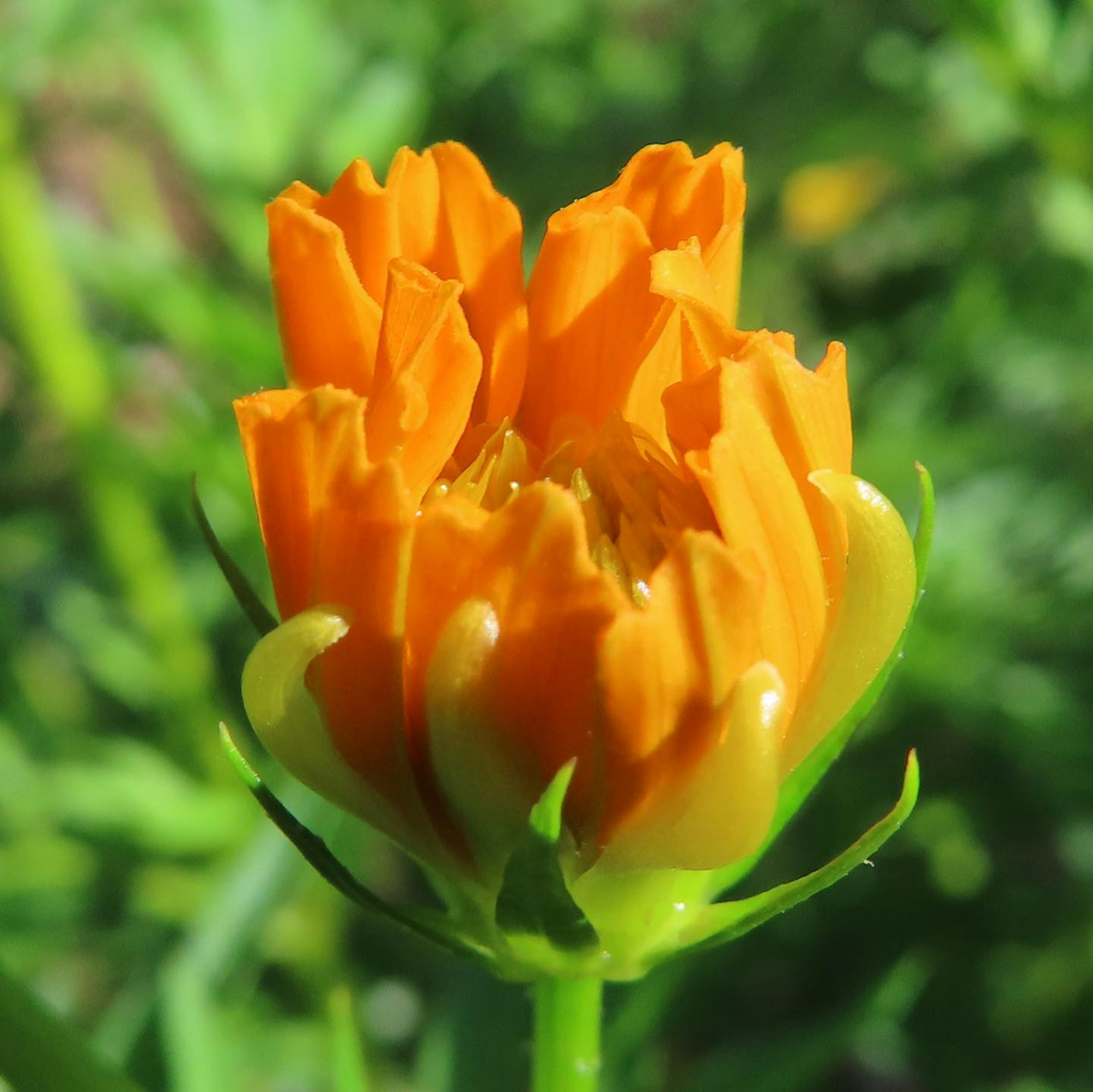 鮮やかなオレンジ色の花が緑の背景に咲いている