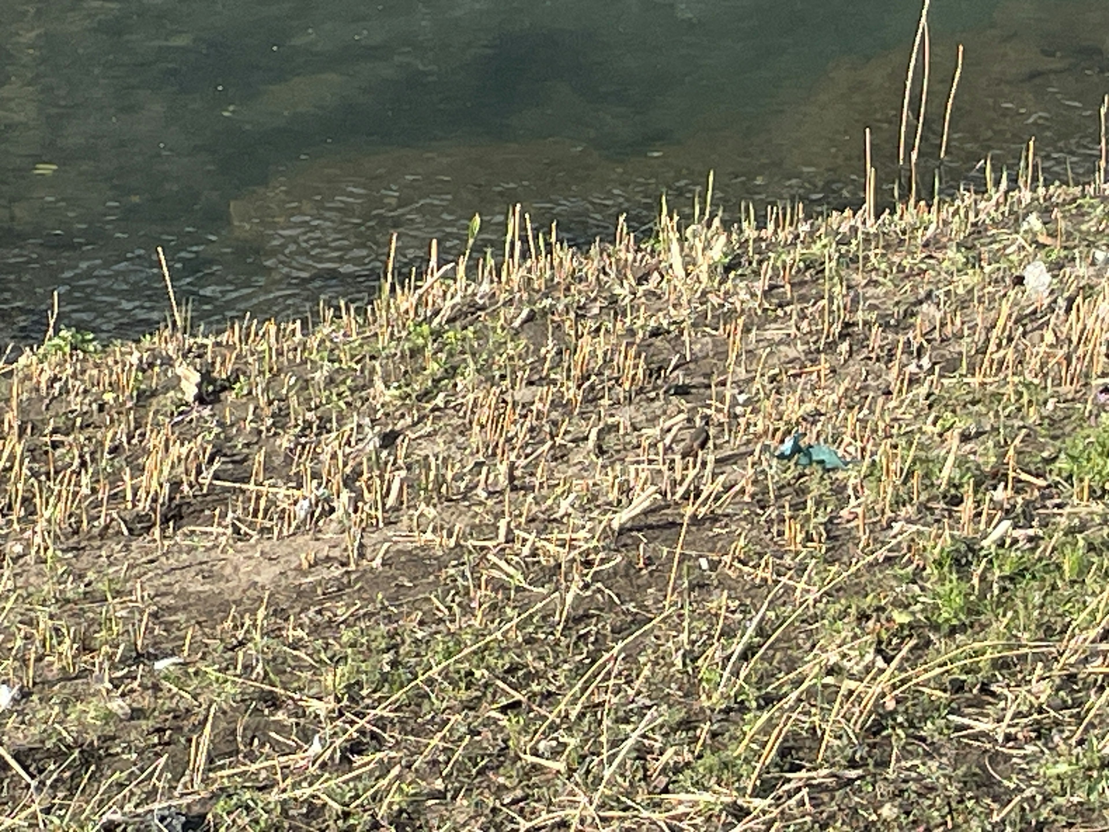 Plantes sèches et petits débris sur une berge herbeuse au bord de l'eau