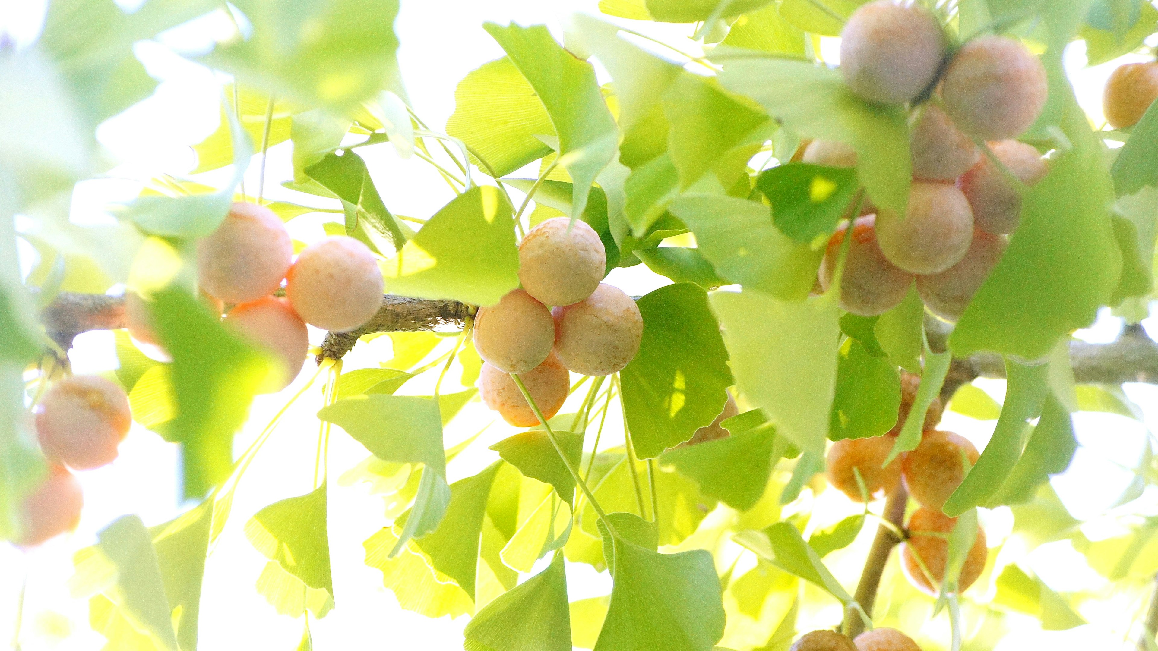 Baum mit blassrosa Früchten zwischen lebhaft grünen Blättern