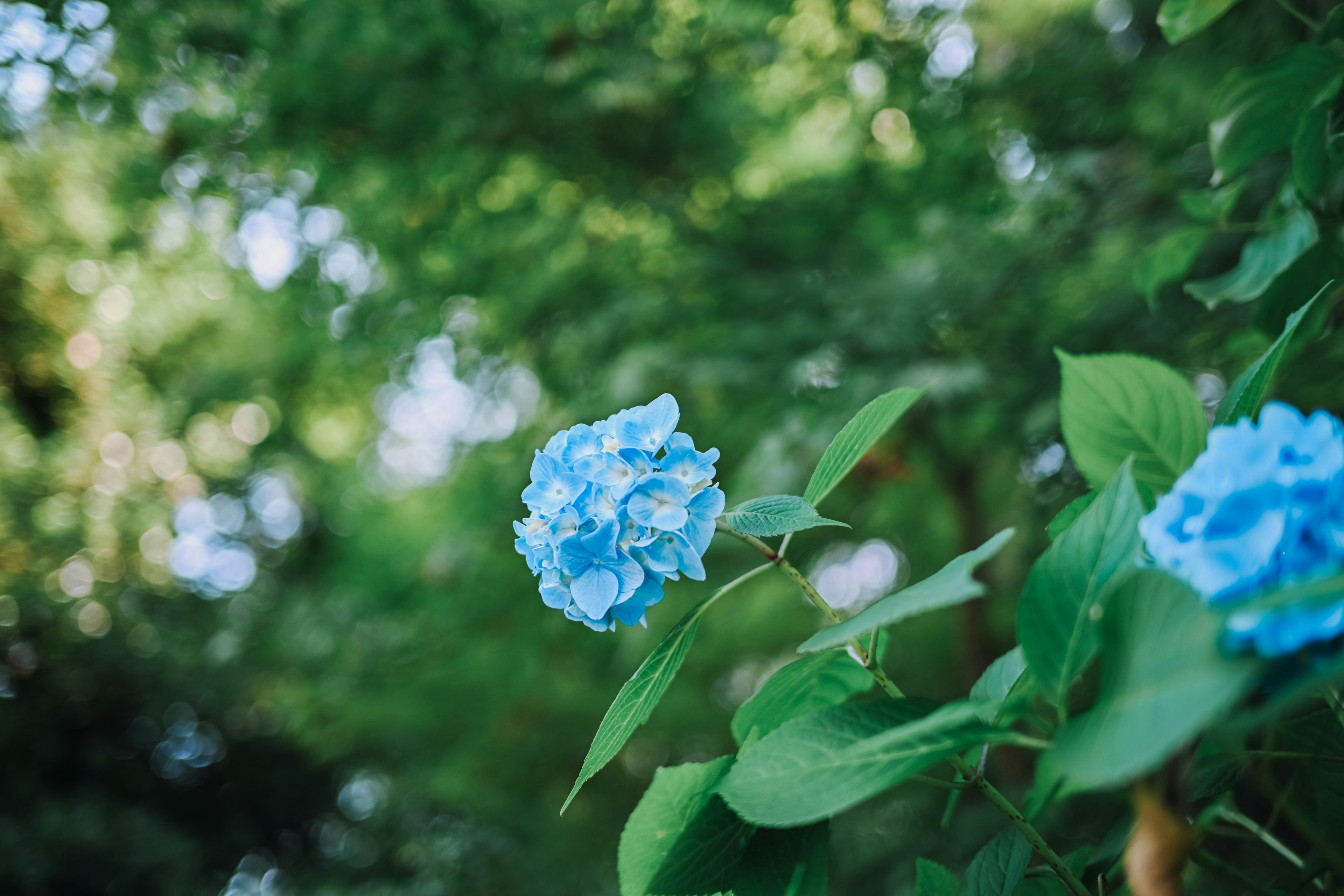 Eine blaue Hortensie mit grünen Blättern vor einem unscharfen grünen Hintergrund