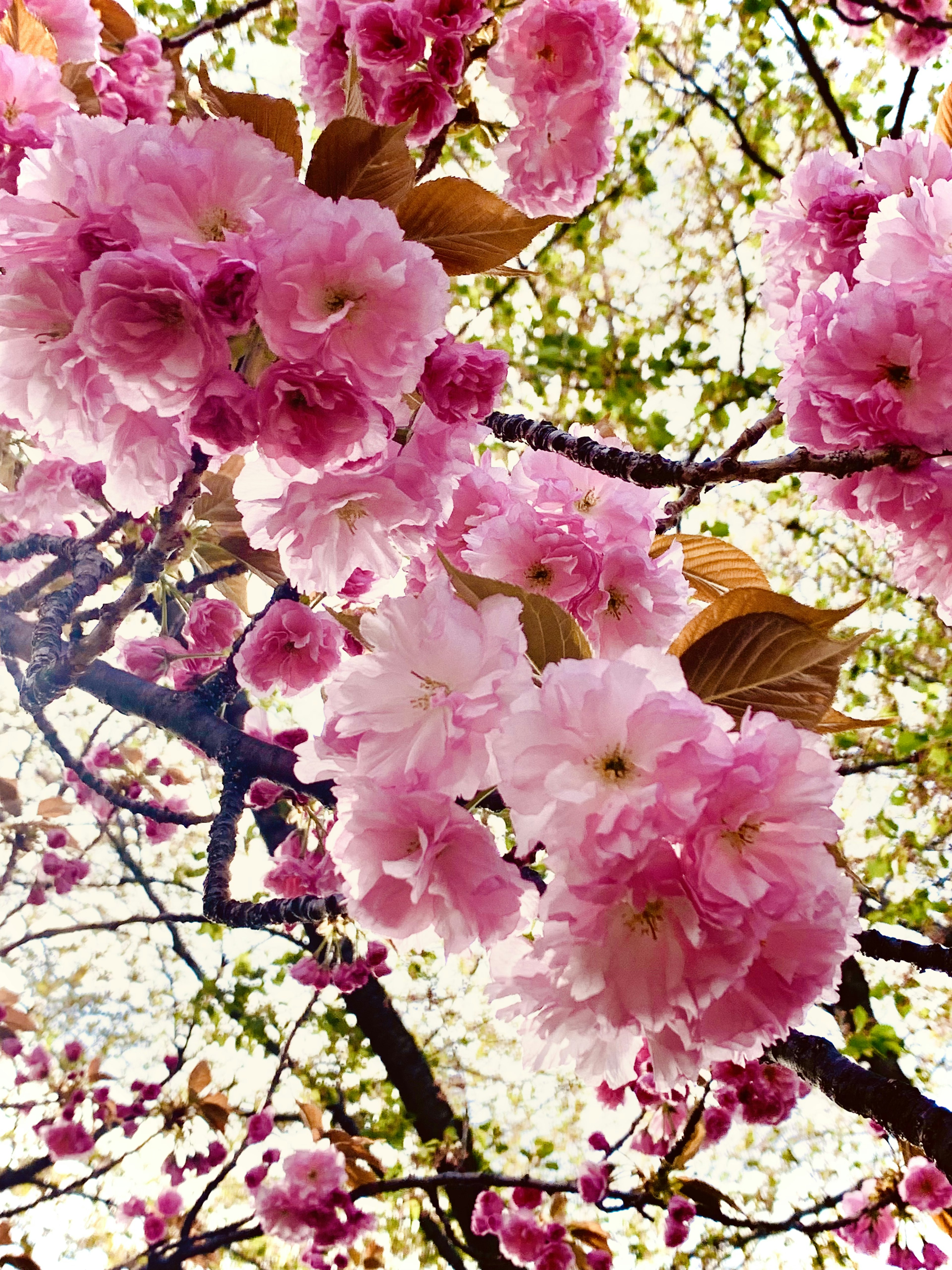 桜の花が満開の枝のクローズアップ