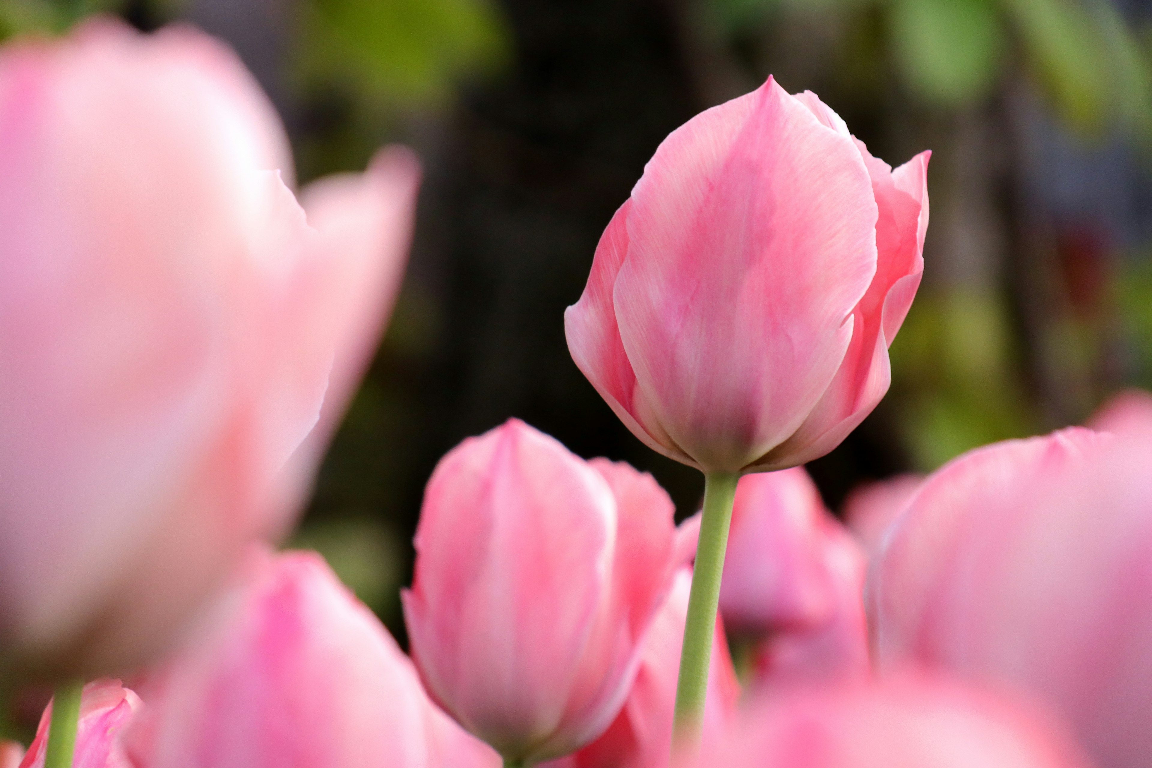 Un grupo de tulipanes rosas suaves en flor