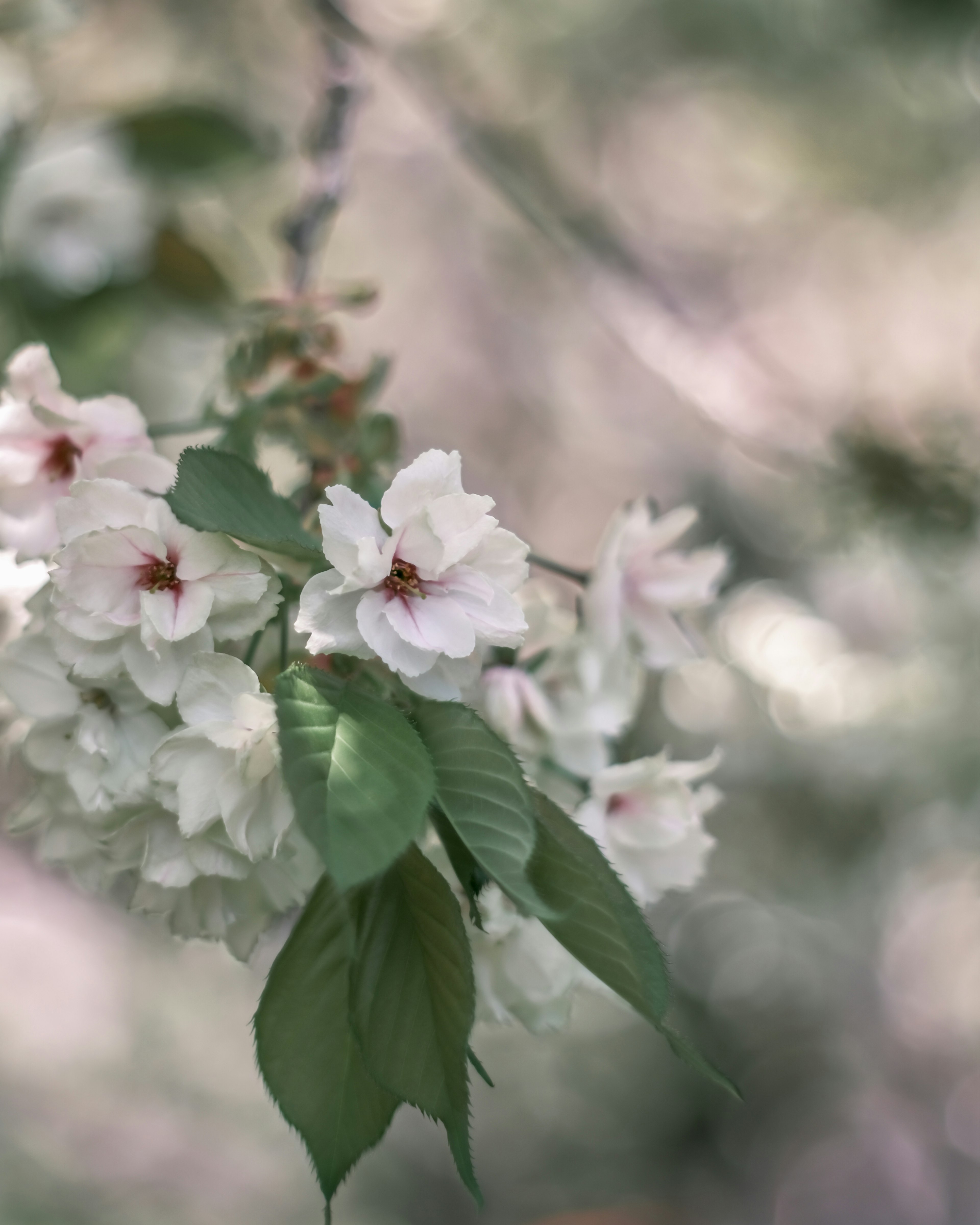 Bunga sakura merah muda lembut dengan daun hijau di cabang