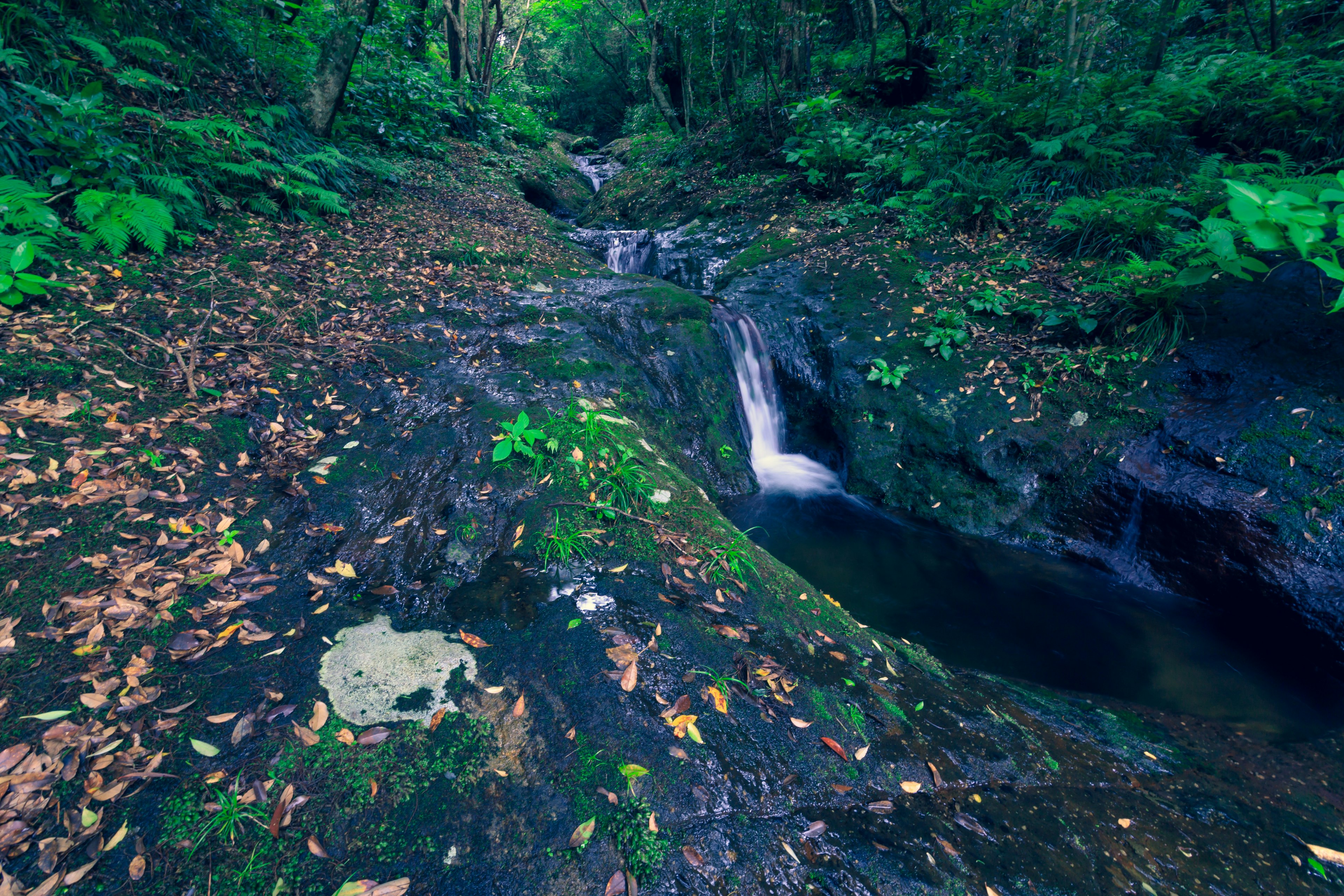 A serene stream flowing through lush greenery with smooth rocks and scattered leaves