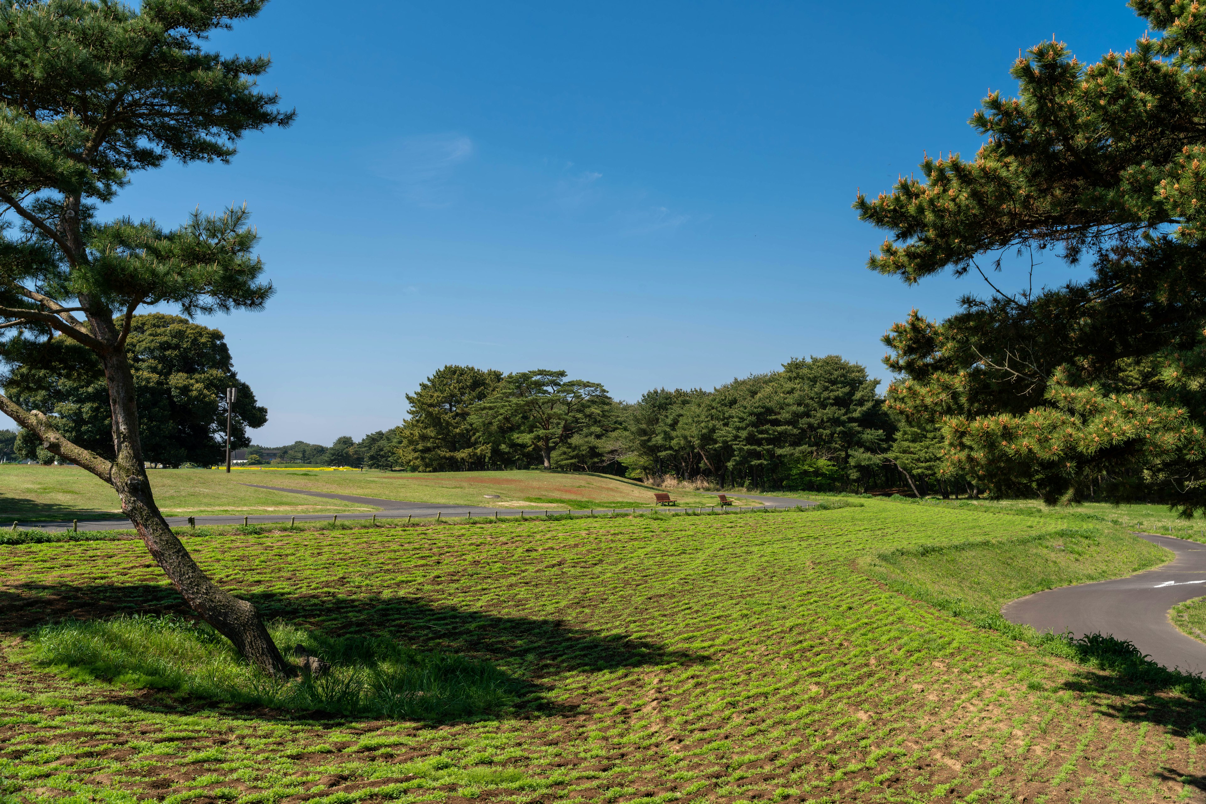 Paesaggio verde sotto un cielo blu con un albero curvo