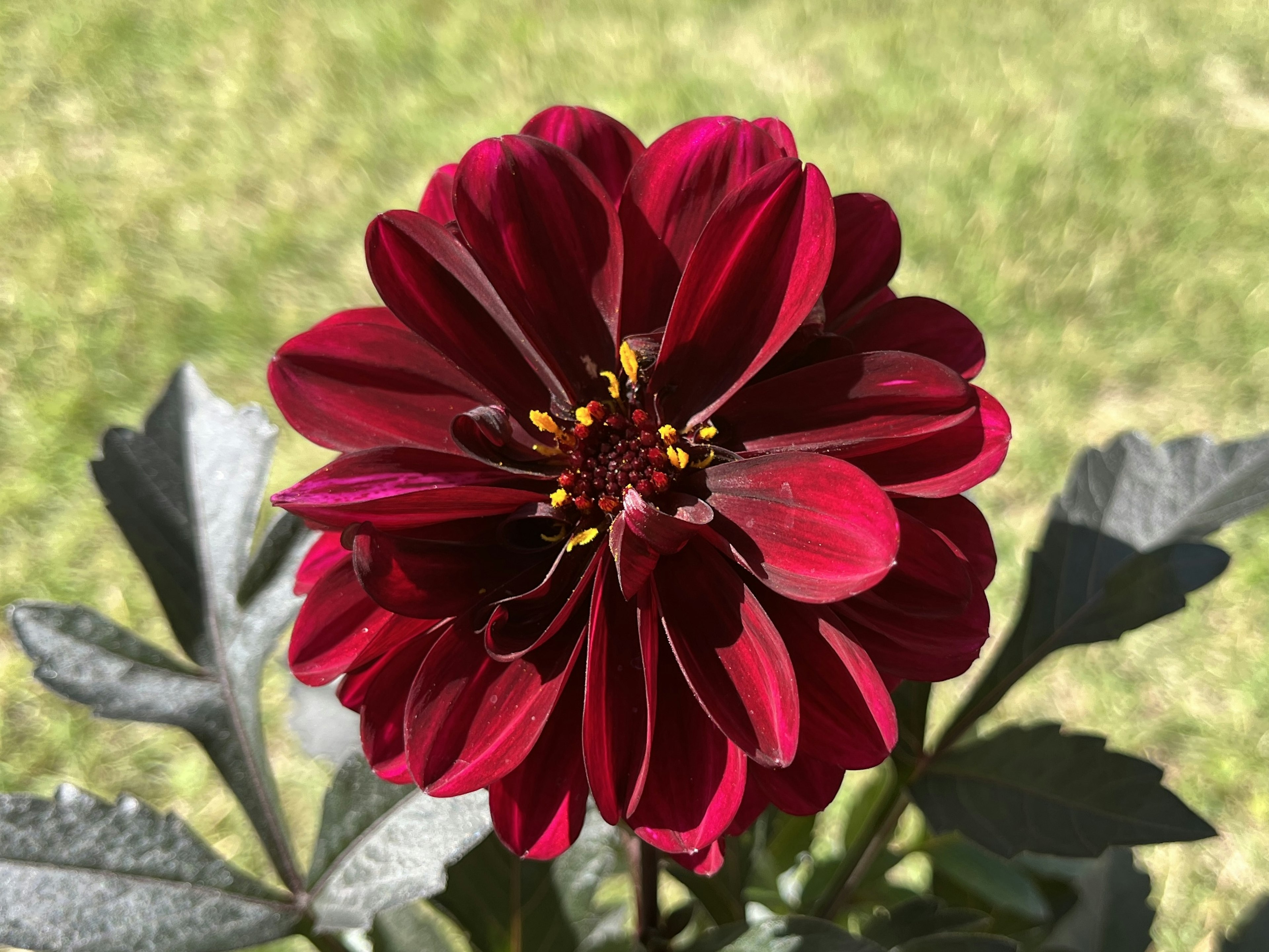 濃い赤色のダリアの花が緑の背景に映える