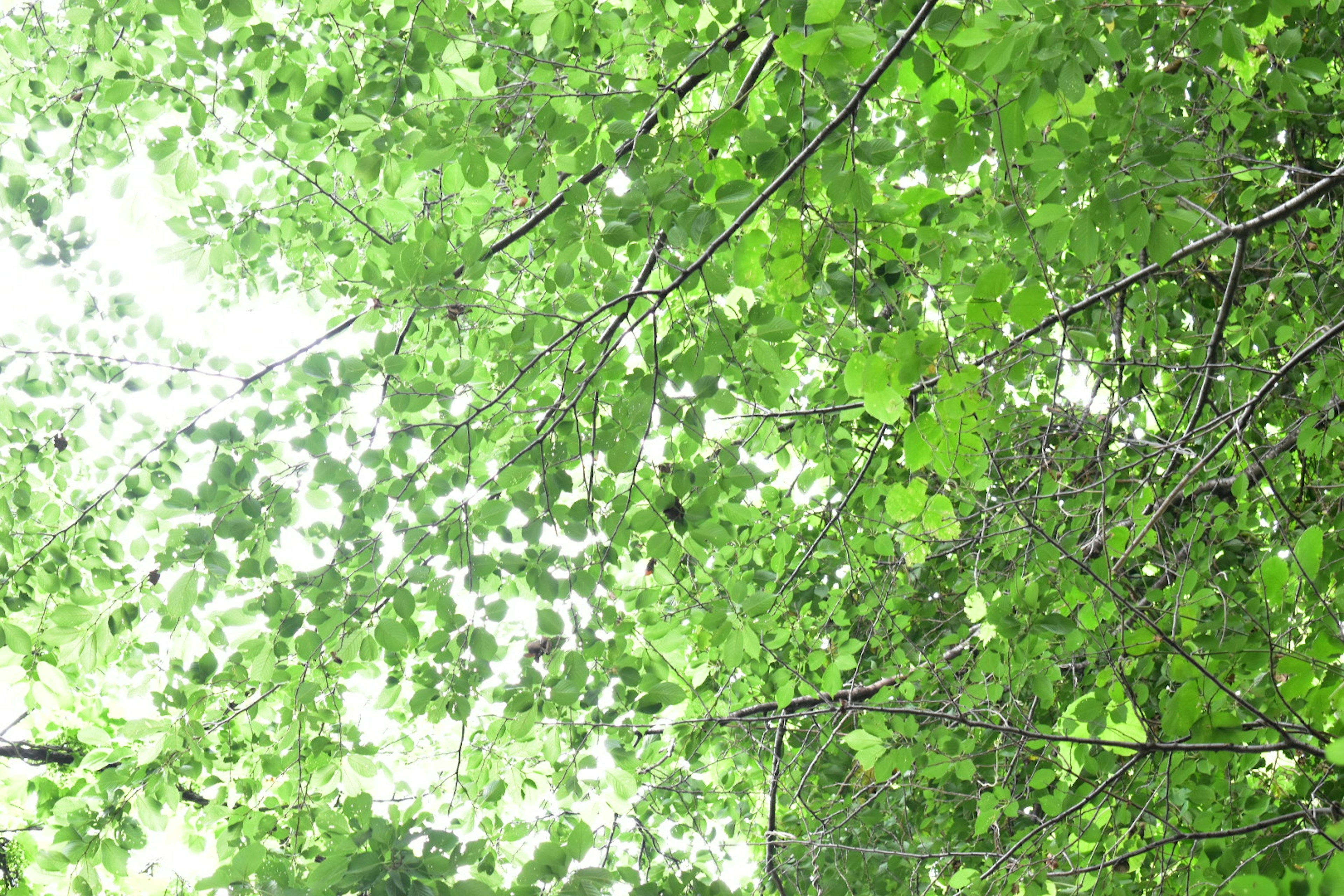 Vista desde abajo de hojas verdes exuberantes en las ramas de un árbol