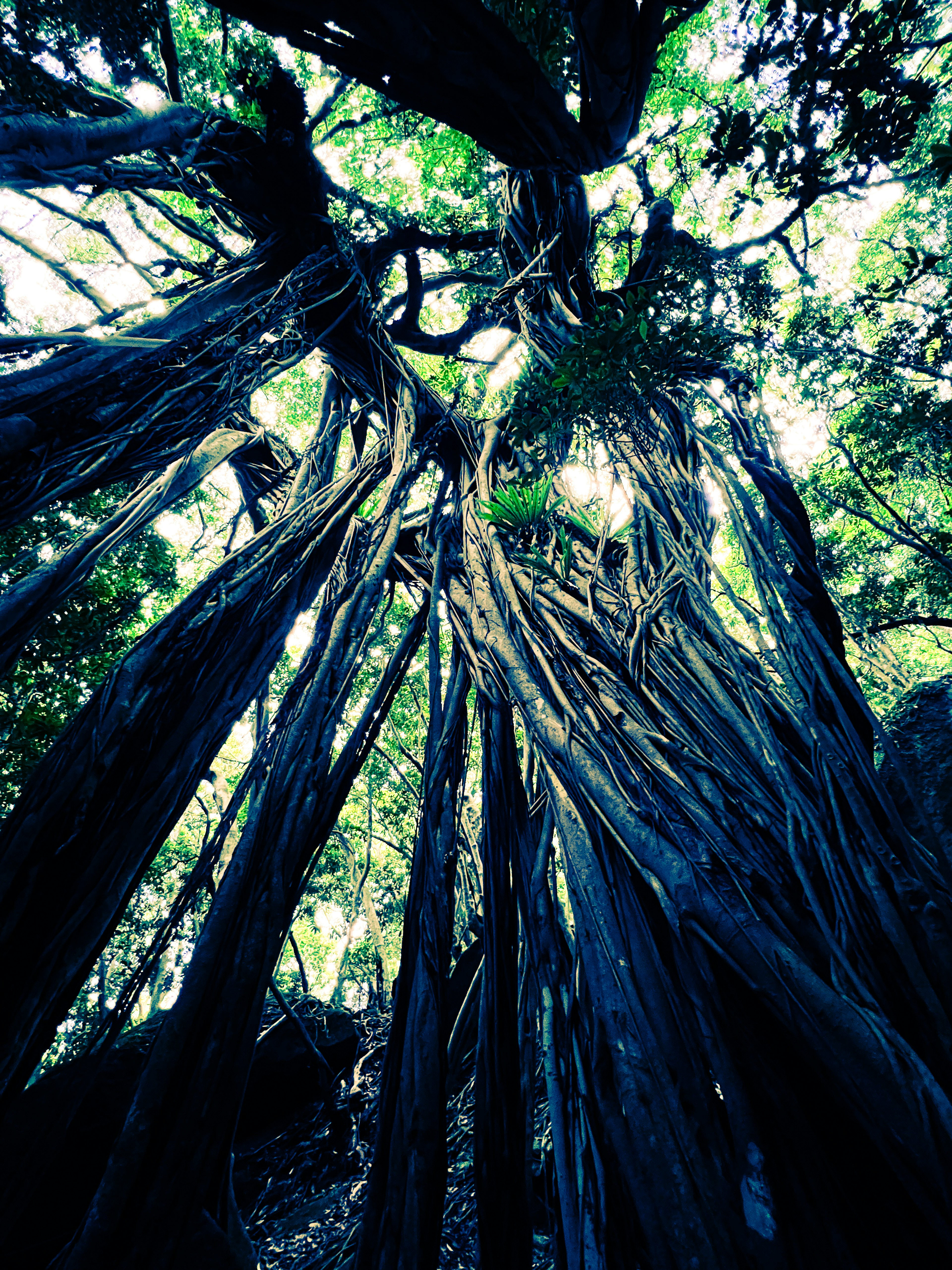 Foto de un árbol con tronco grueso y raíces largas que se extienden hacia arriba