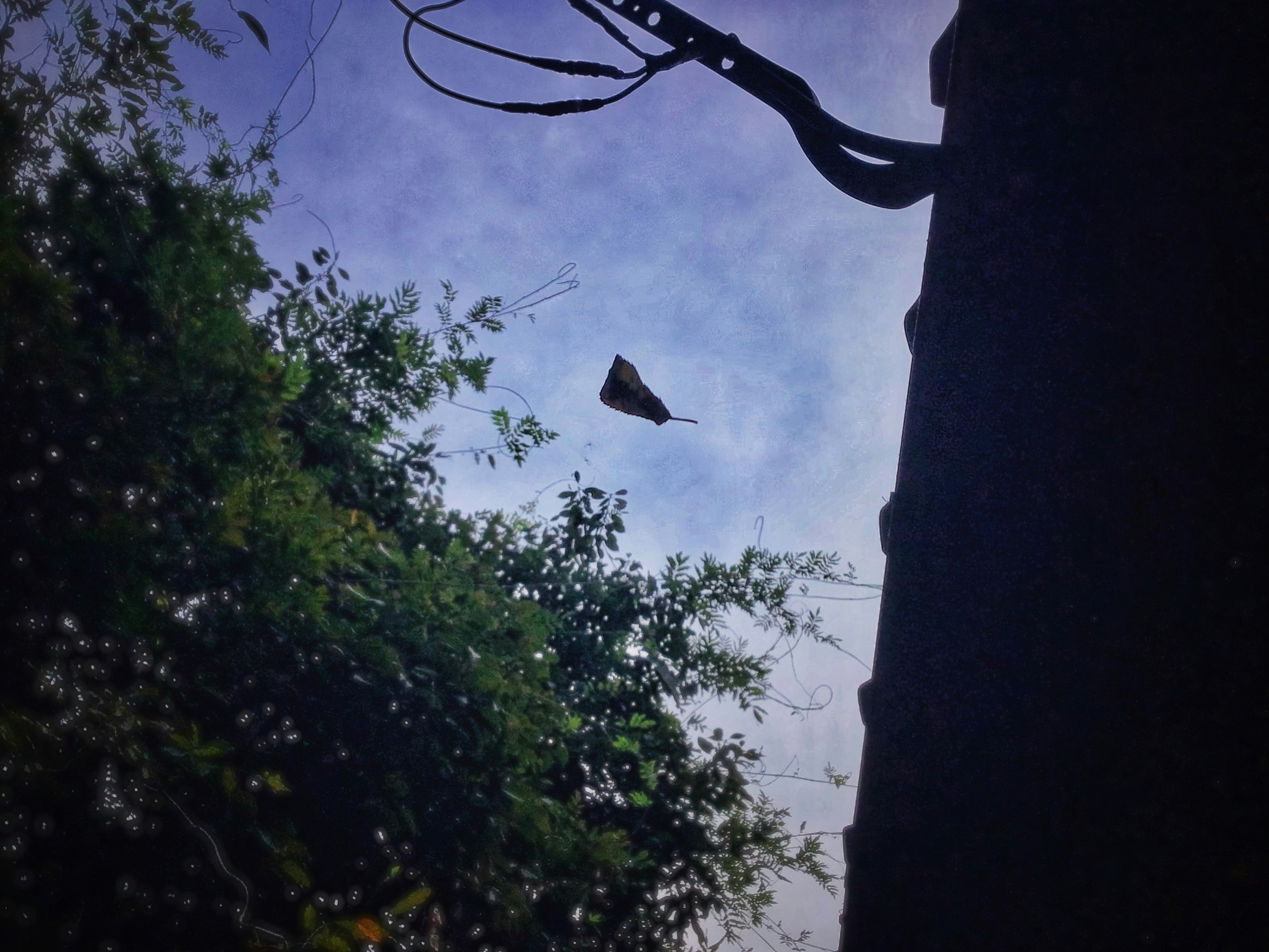 Butterfly flying against a blue sky with green foliage