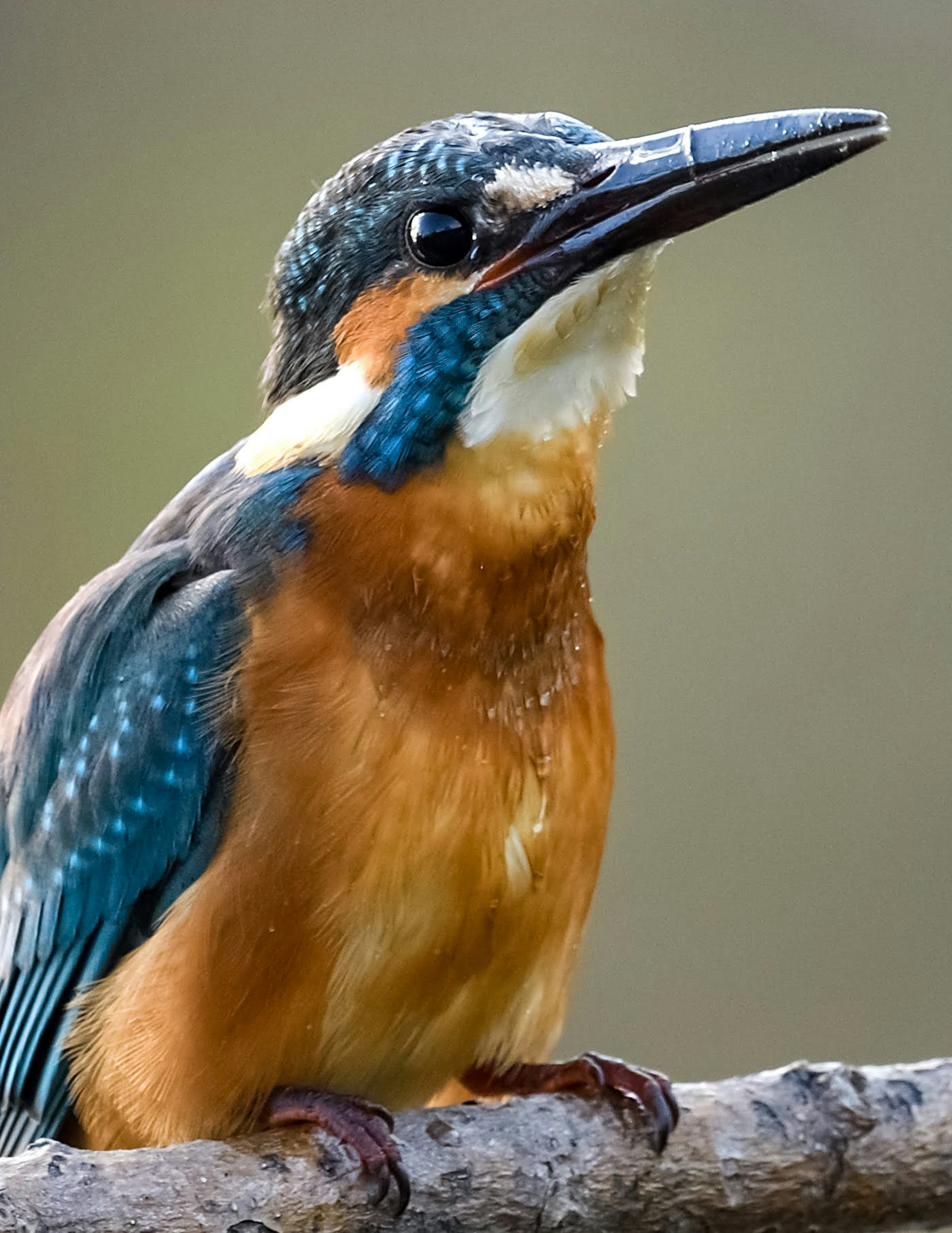 Seekor burung raja udang dengan bulu biru dan oranye cerah bertengger di dahan