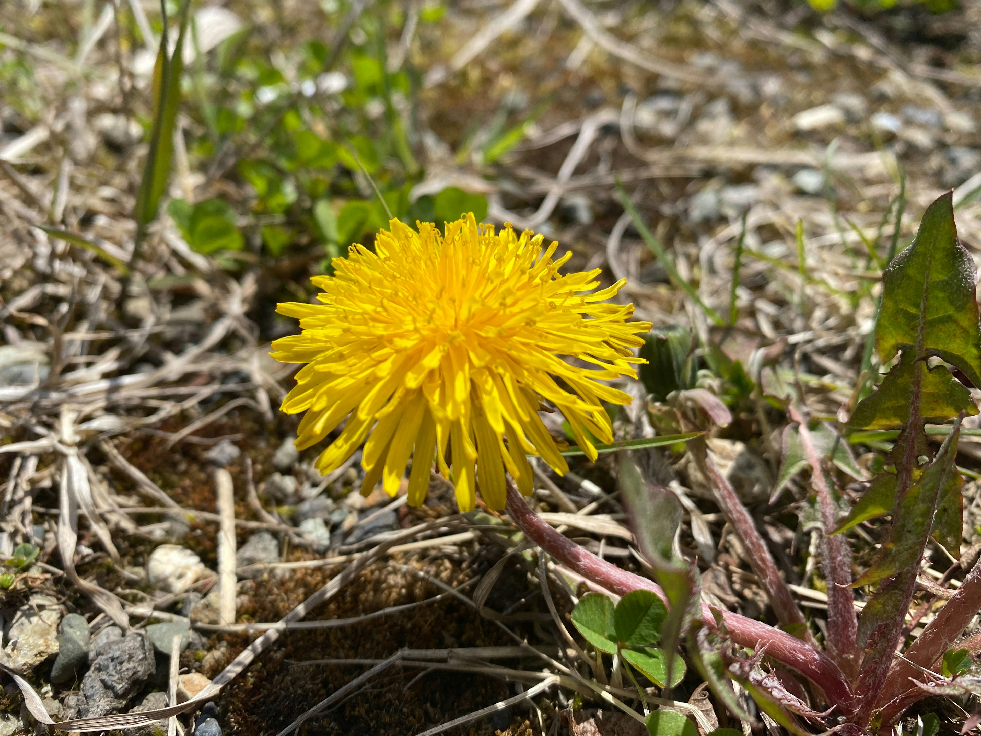 Un fiore di dente di leone giallo brillante che fiorisce sul terreno