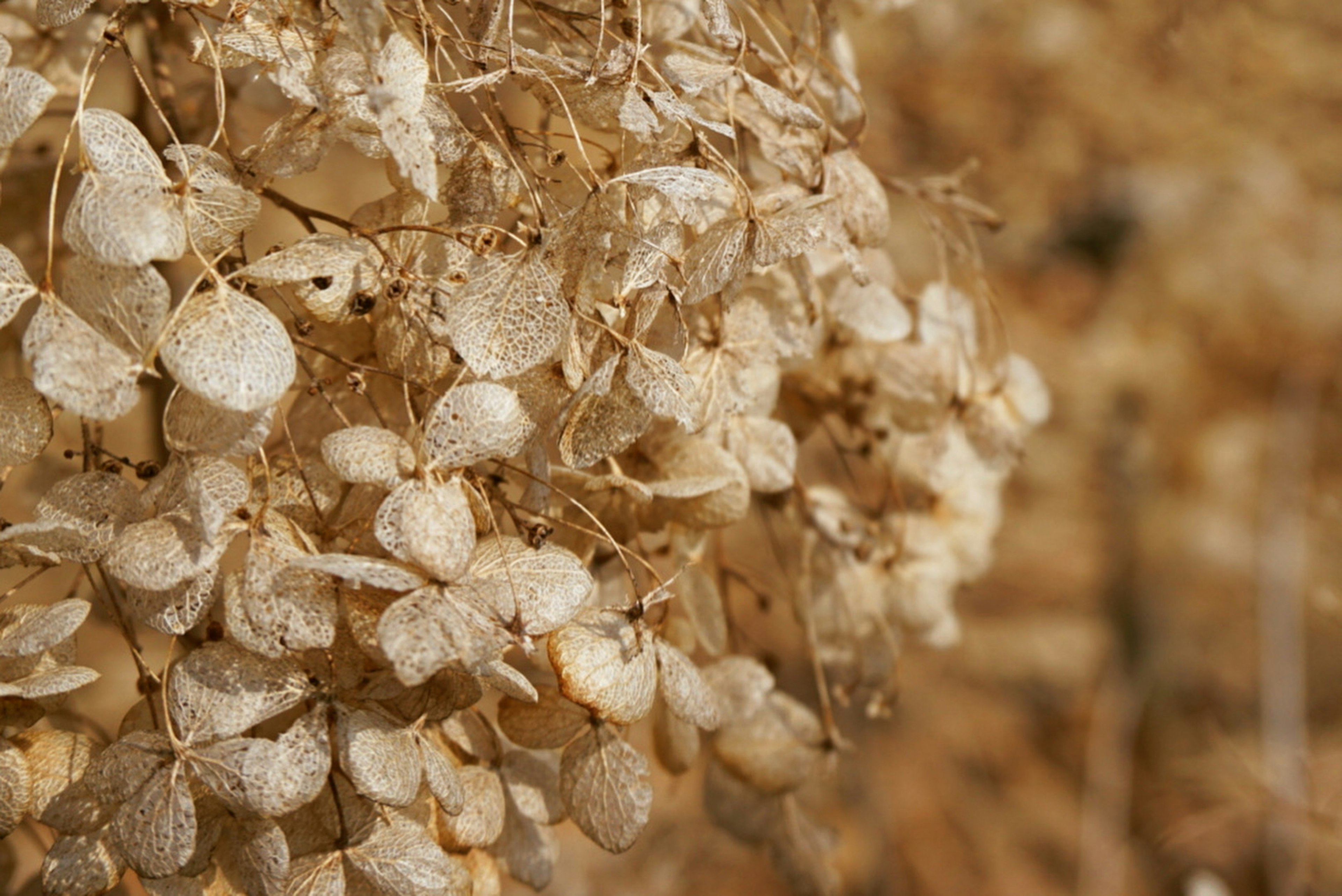 A close-up of dried pale flowers with a soft background