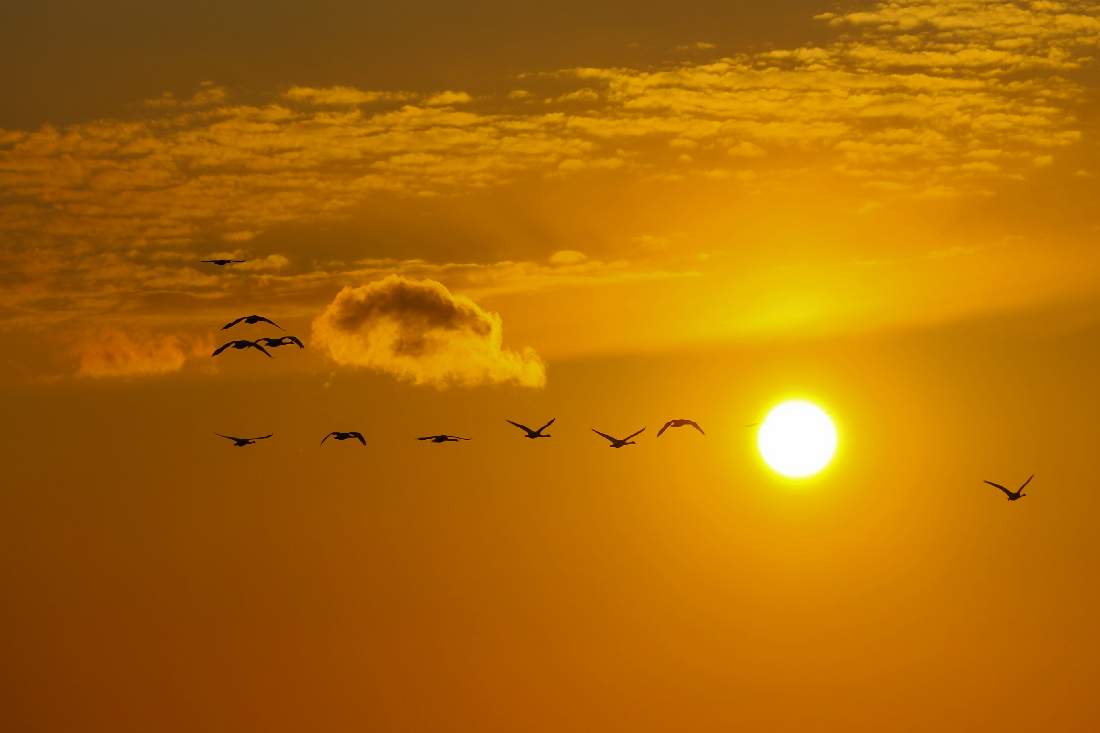 夕日と飛ぶ鳥たちの美しいシルエット